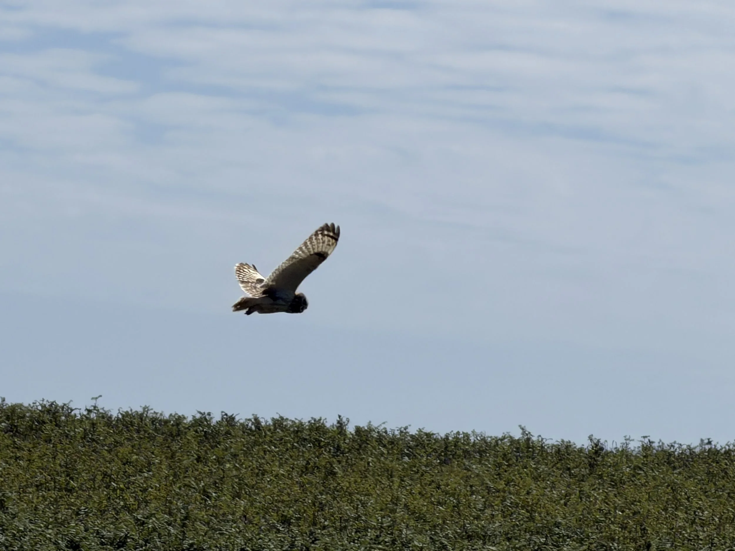   A short-eared owl hunted in the scrub.  
