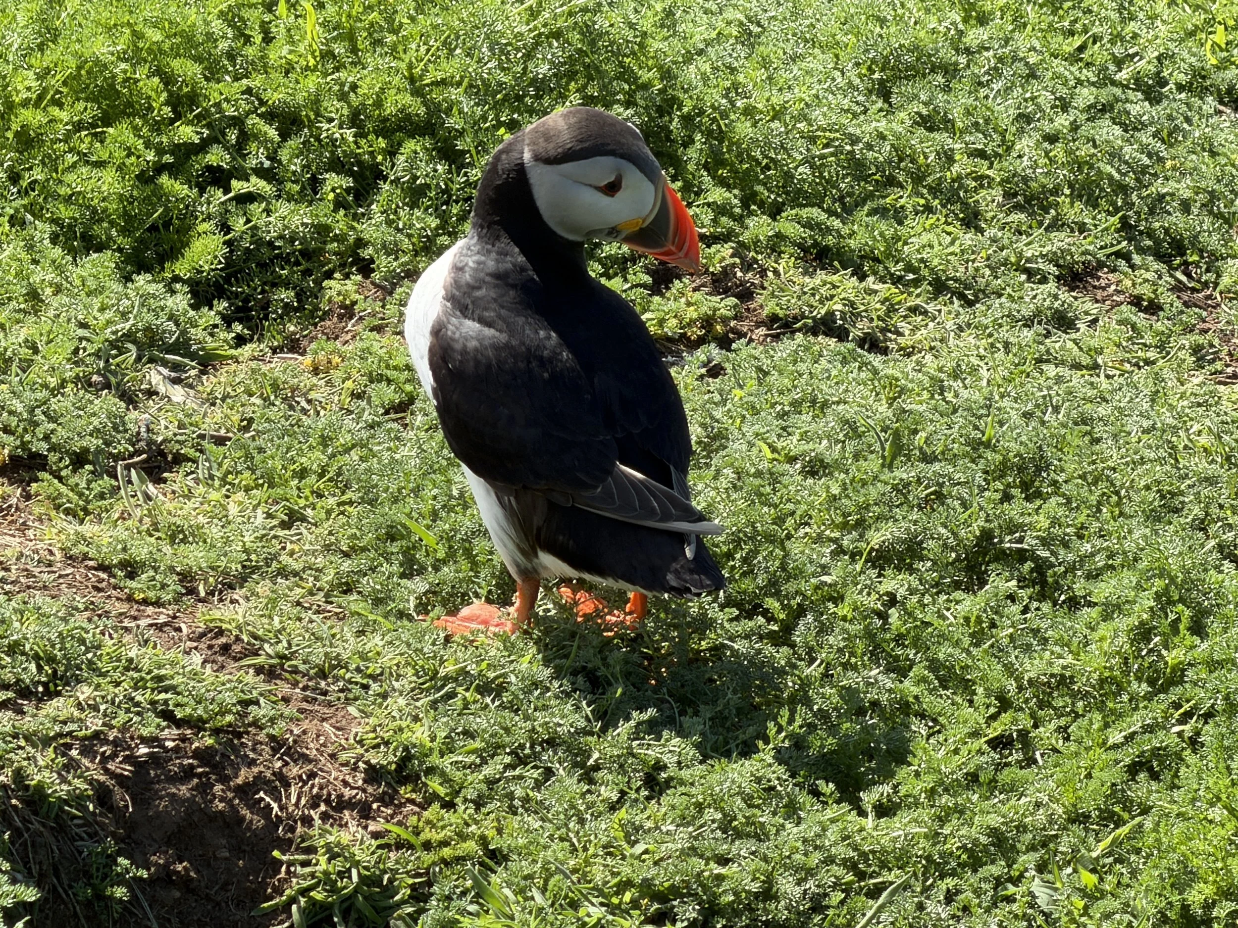   It’s impossible not to be cheered by these comical birds.  