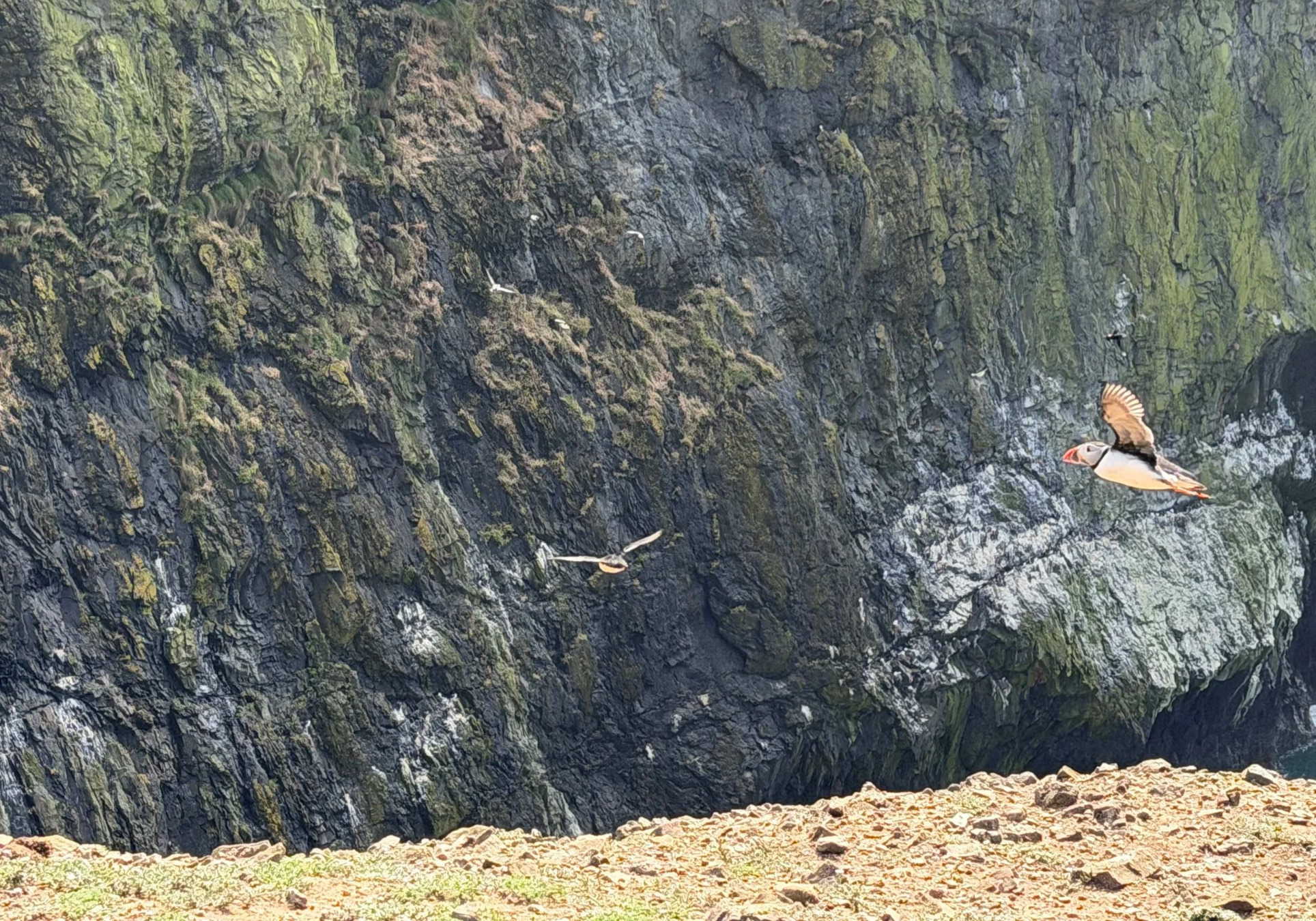   Awkward flyers - they’re much better at swimming!  