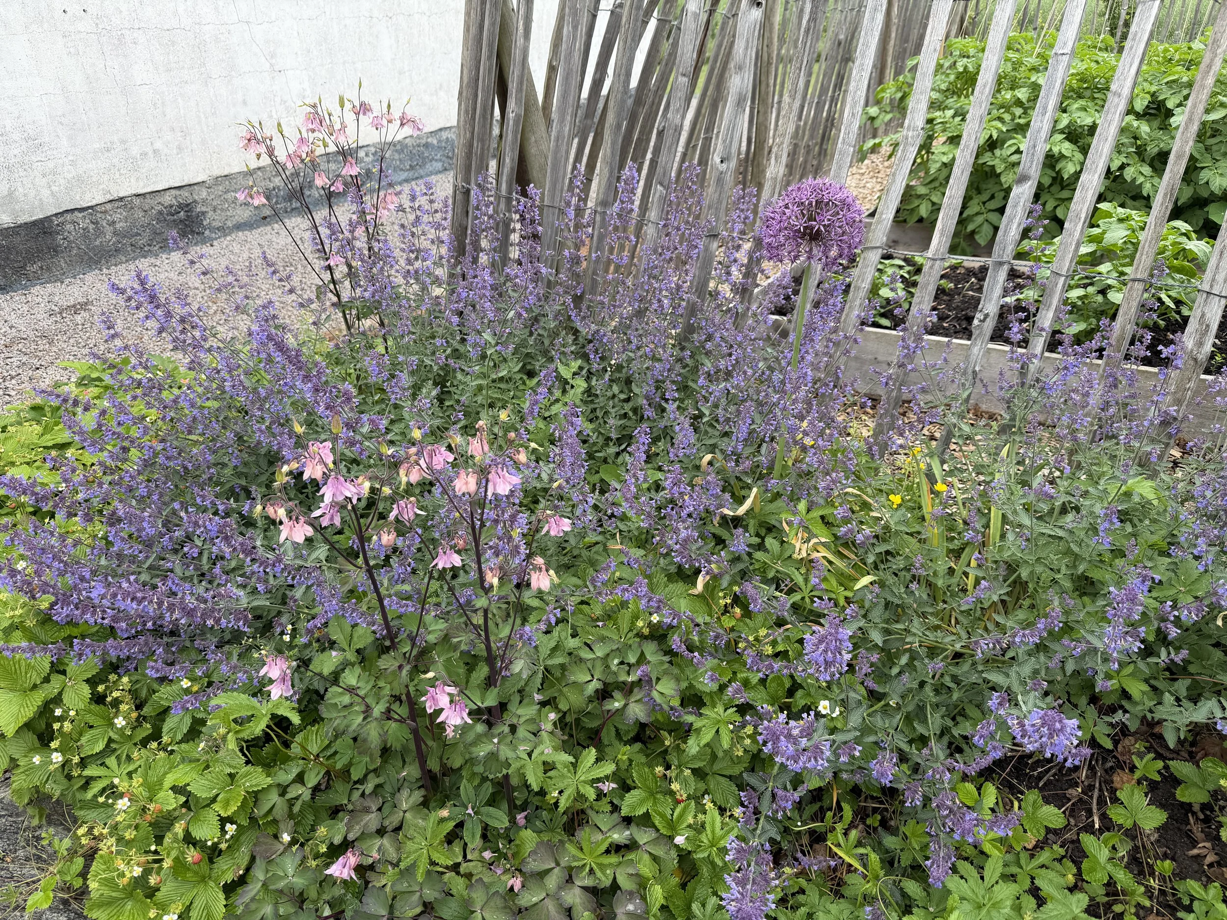   Sweet little garden.  