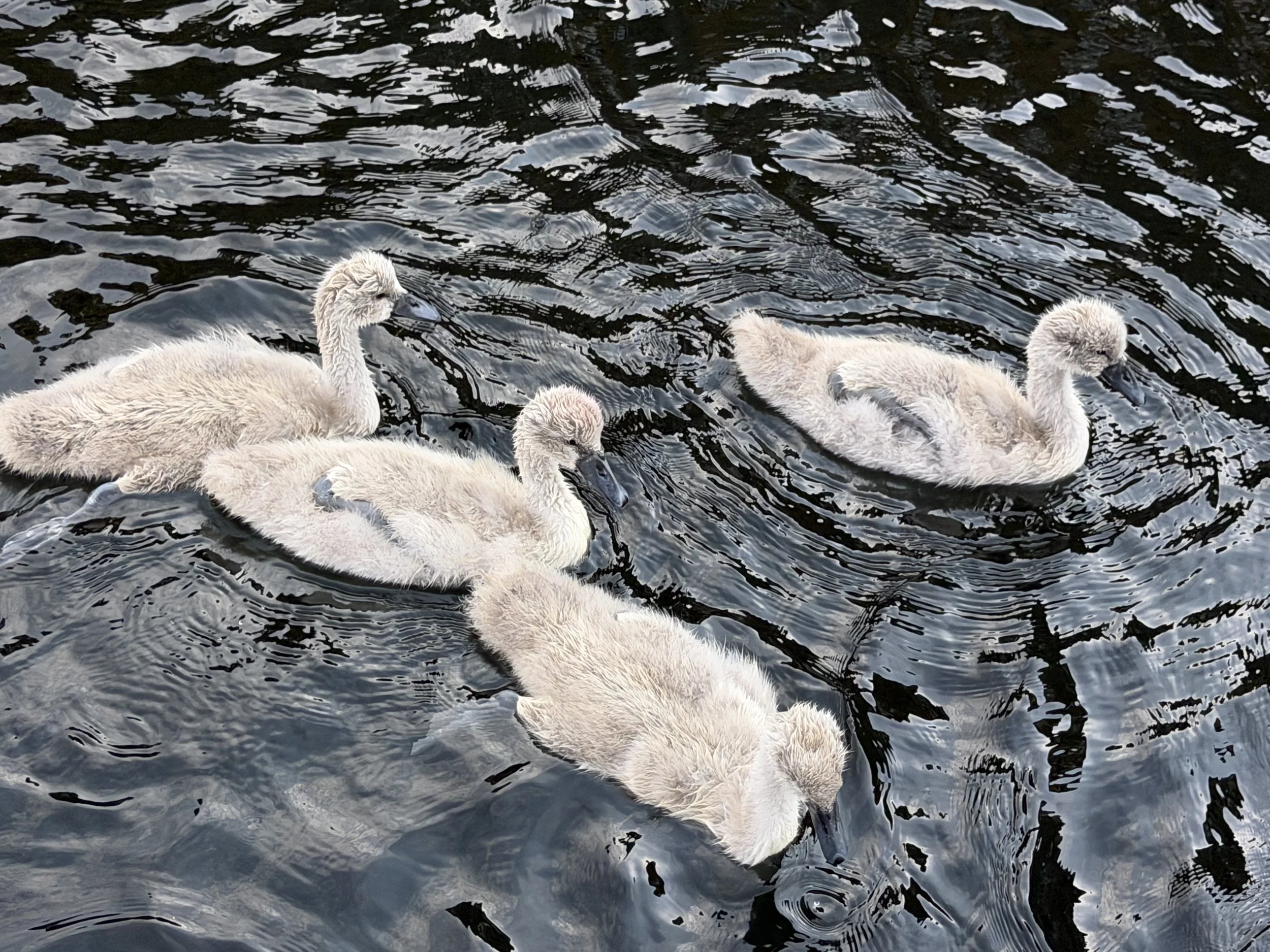   Baby cignets.  