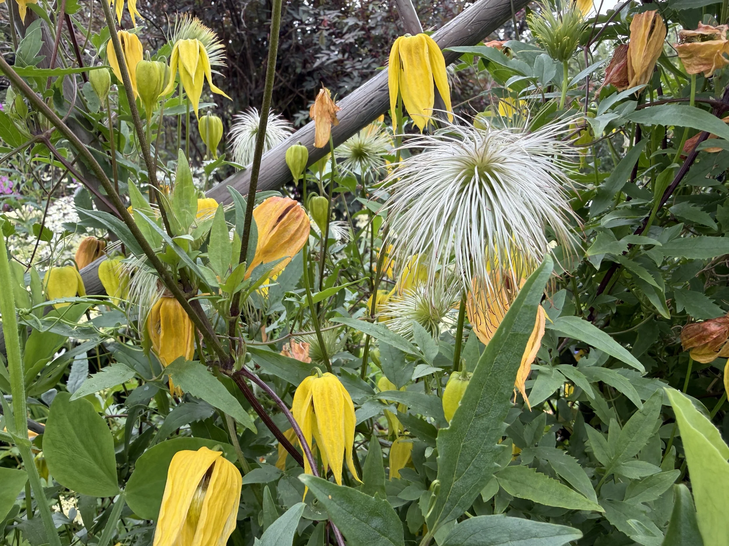   The flowers never get old!  