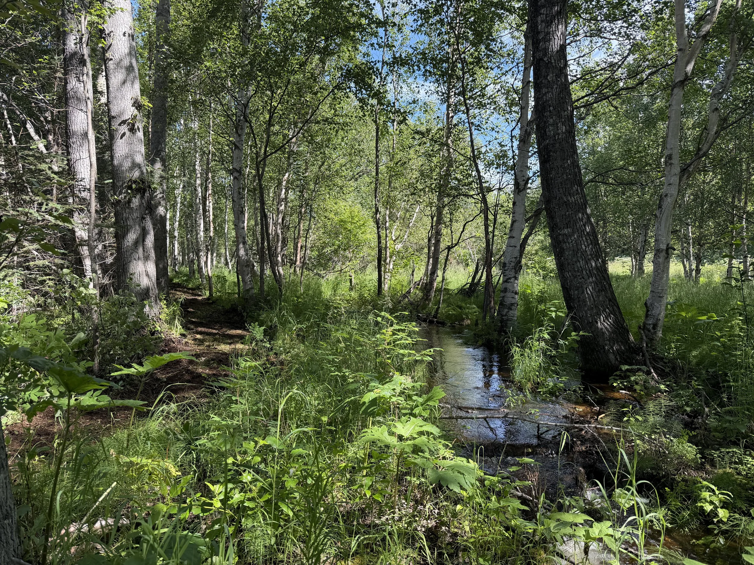   And finally built a trail alongside our creek.  