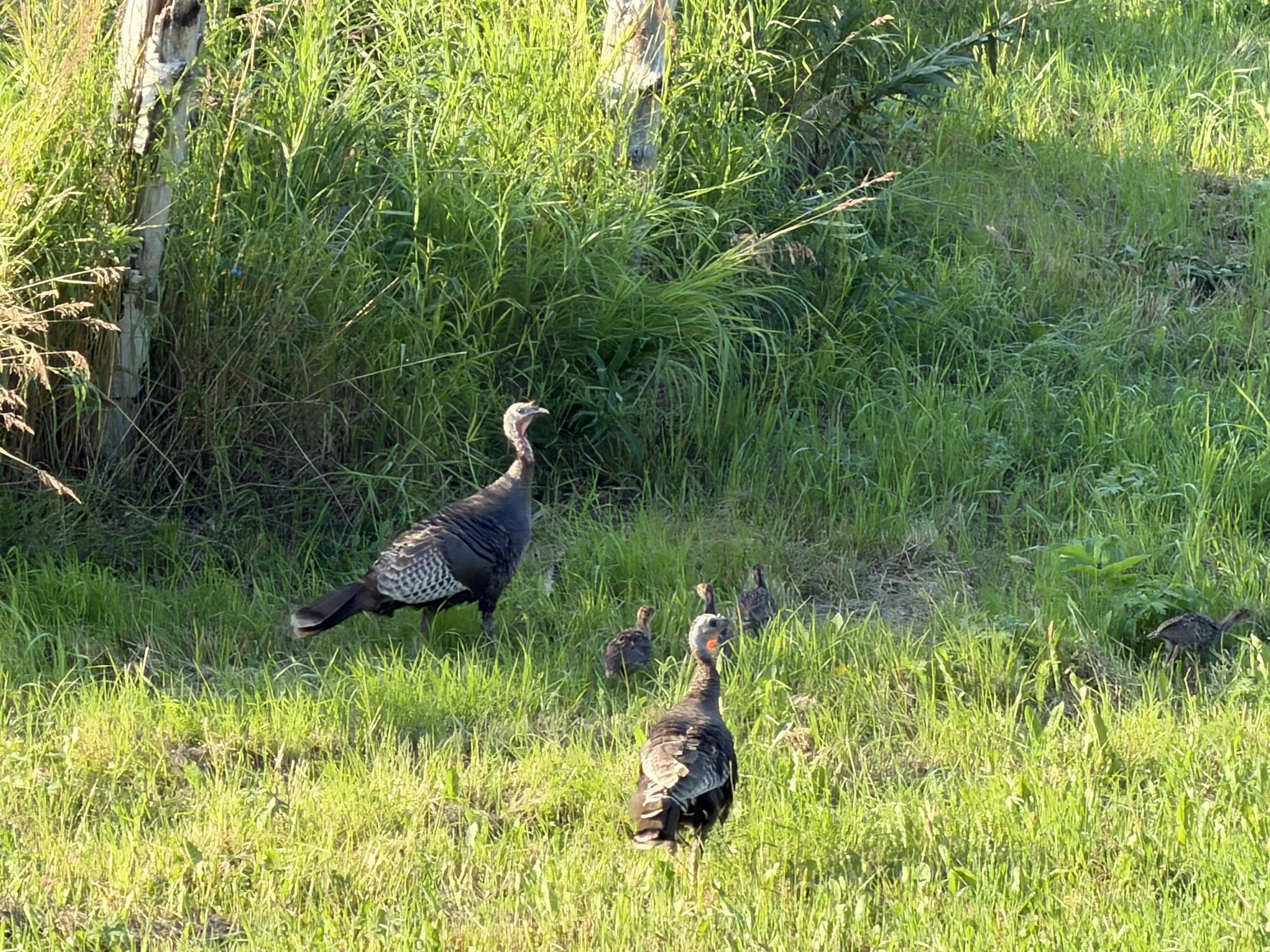   So many turkeys  
