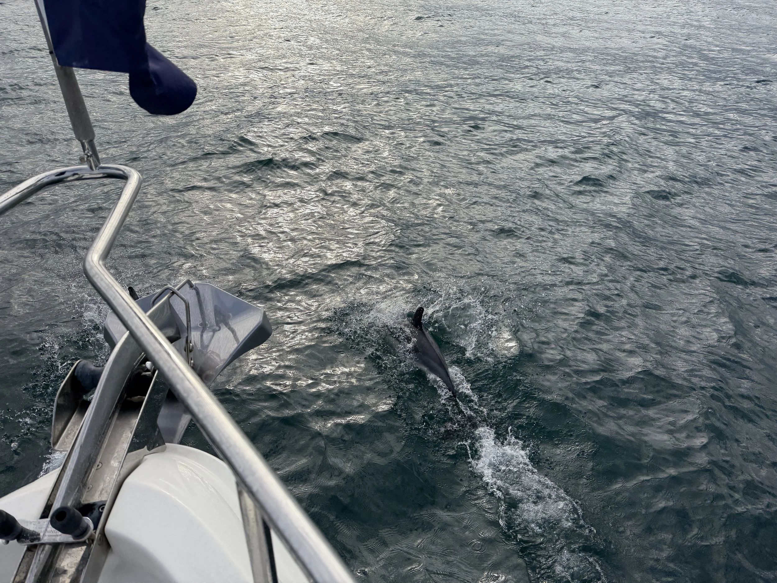   A visit by dolphins is always a treat!  