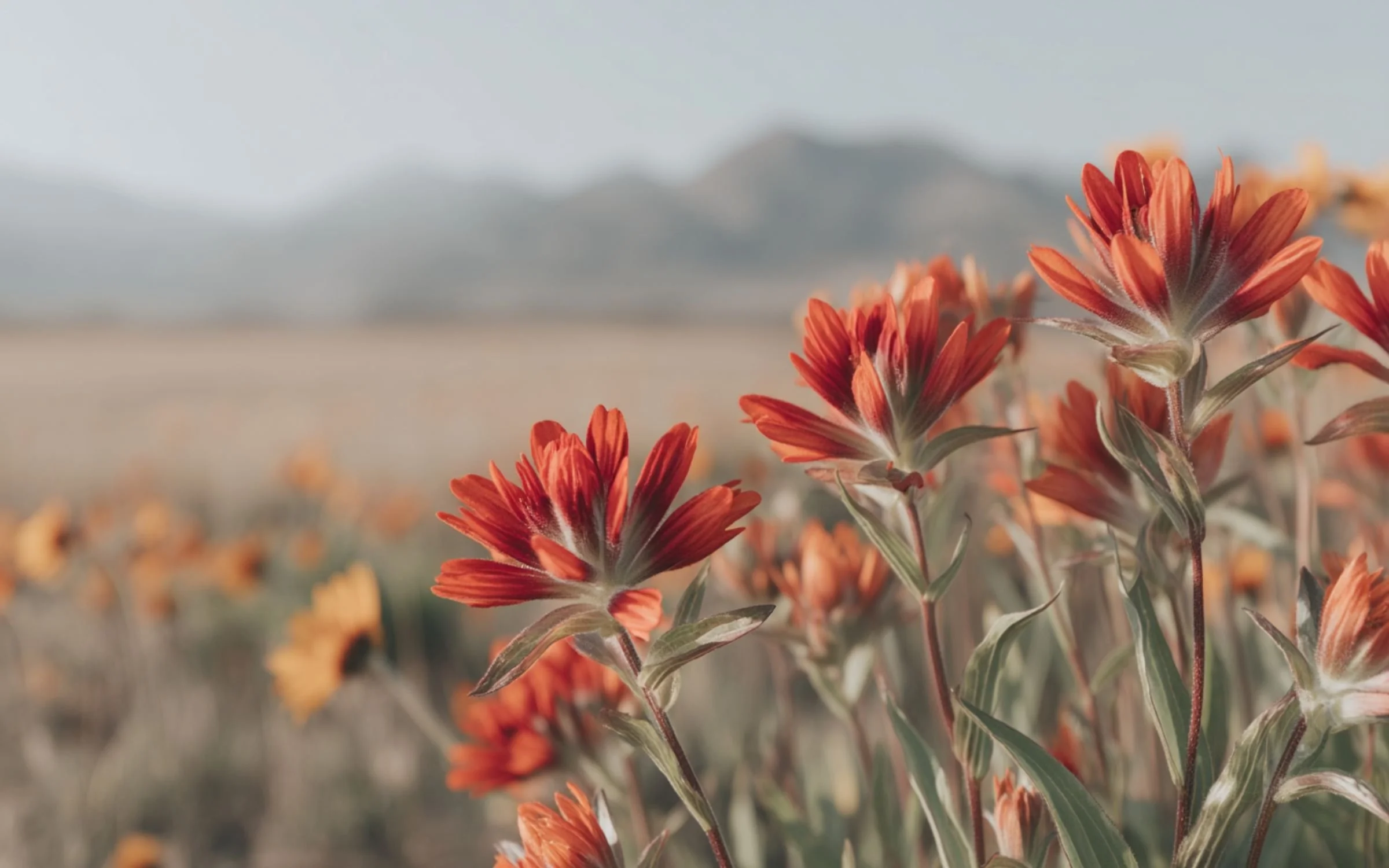 Close-up of Indian Paintbrush flowers in a field with a mountain in the background under a clear sky.
