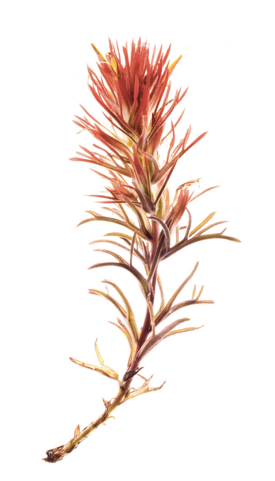 An Indian Paintbrush plant with reddish leaves and a tall, spiky flower at the top.