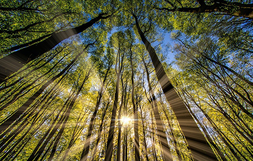 Image of tall, skinny trees shot from below, looking upwards with the sun shining through the trees