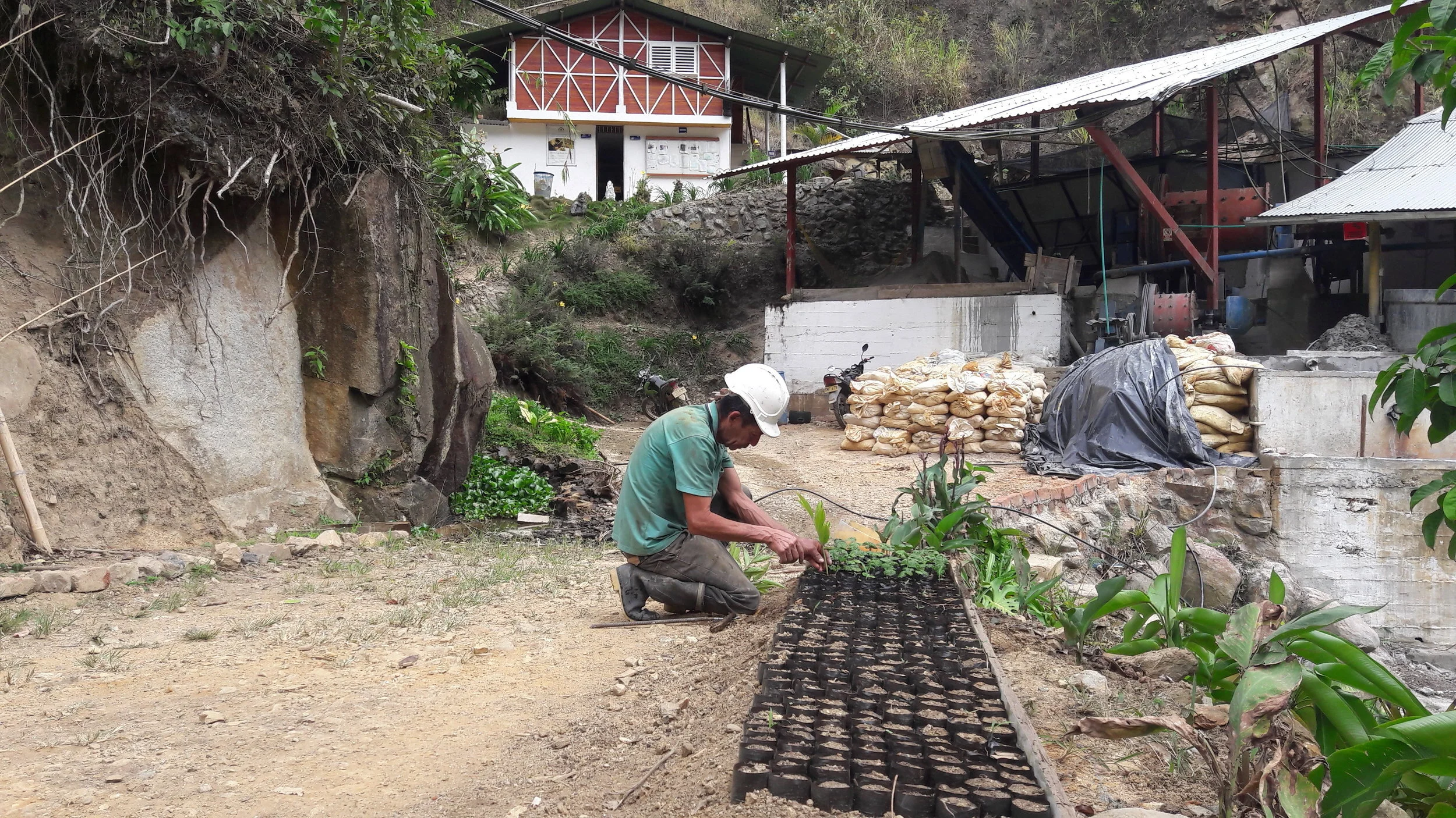 A man wearing a white safety helmet kneels on the ground planting seedlings in small pots outdoors near a hillside, with a partially constructed building, sandbags, and construction equipment in the background.
