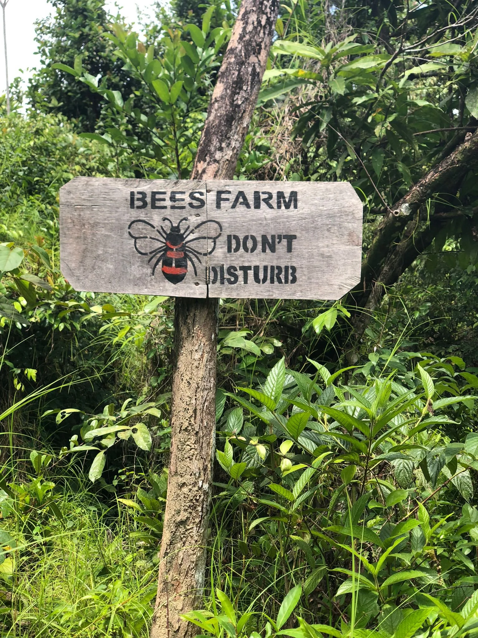 Beekeeping and Fish Ponds as Secondary Income for Artisanal Miners