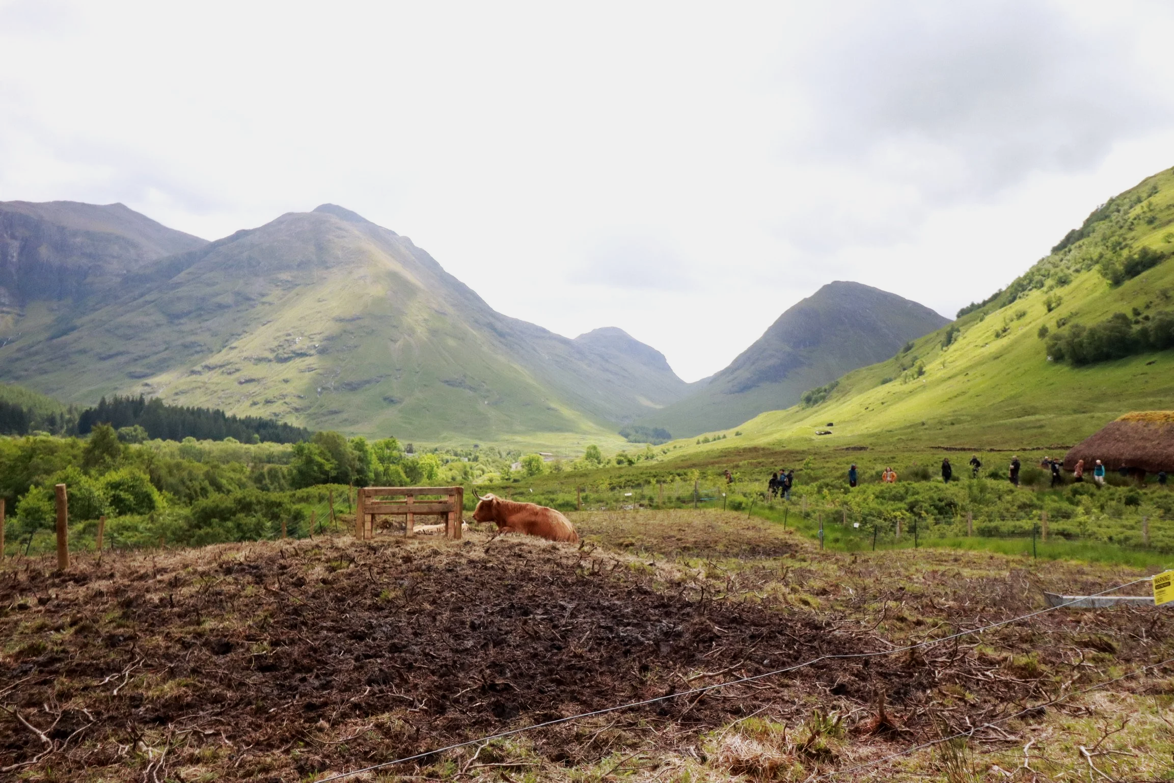 A cow lying on the ground in a rural valley with mountains in the background, green fields, and a group of people walking