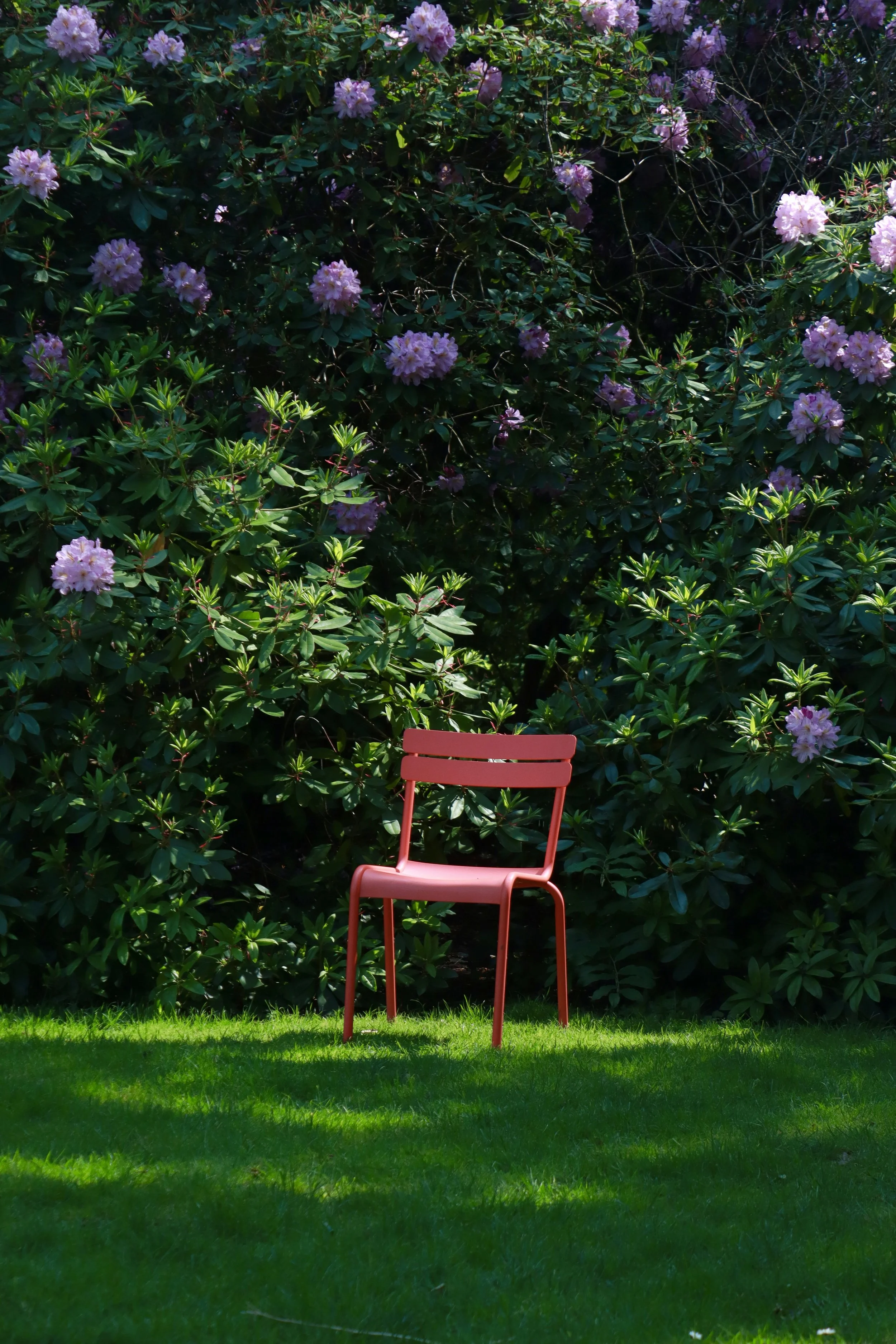A red chair on a green lawn with purple flowering bushes in the background.