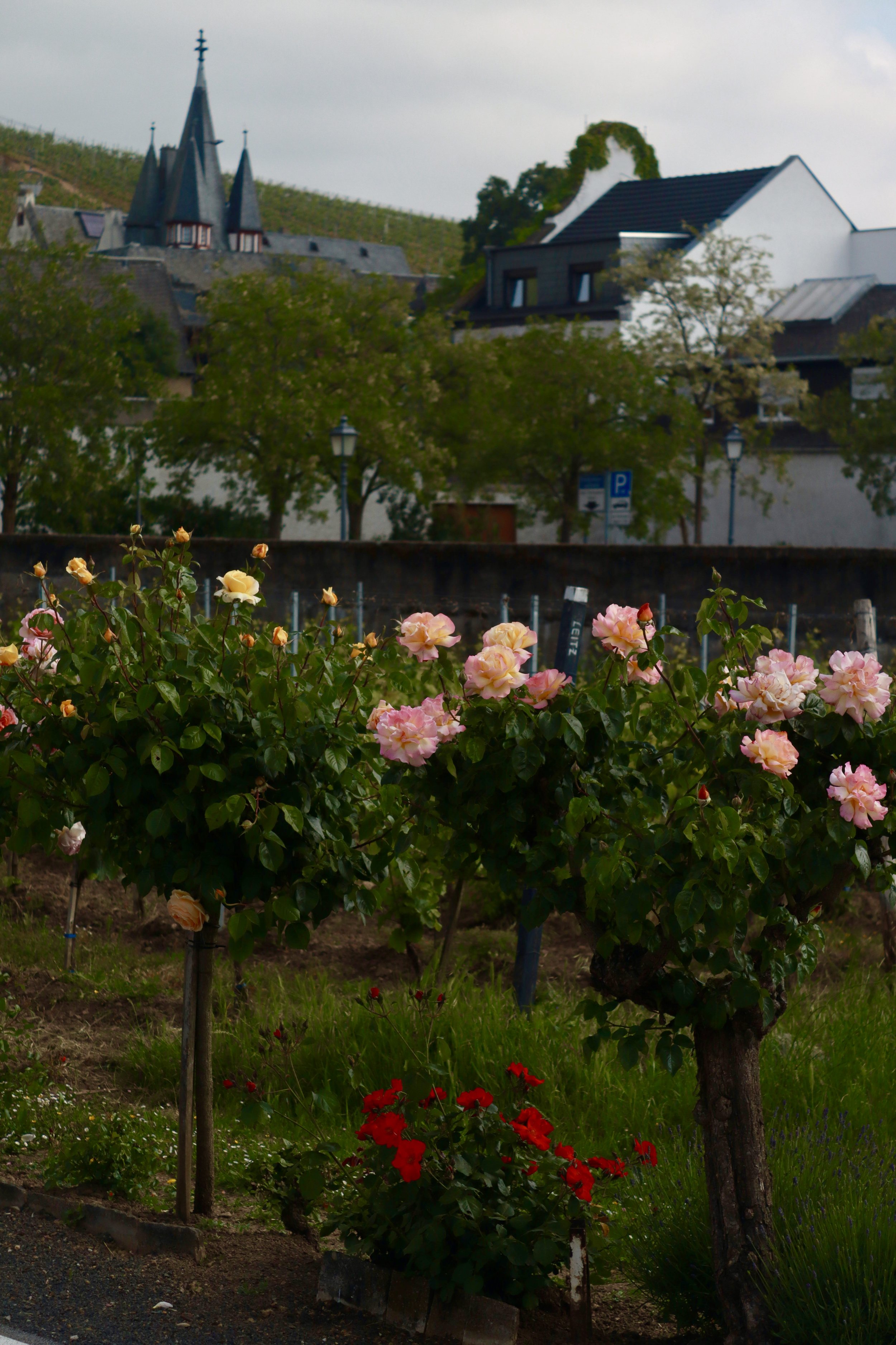 A garden with pink and red roses, trees, and houses in the background, including a building with a pointed roof and spires.