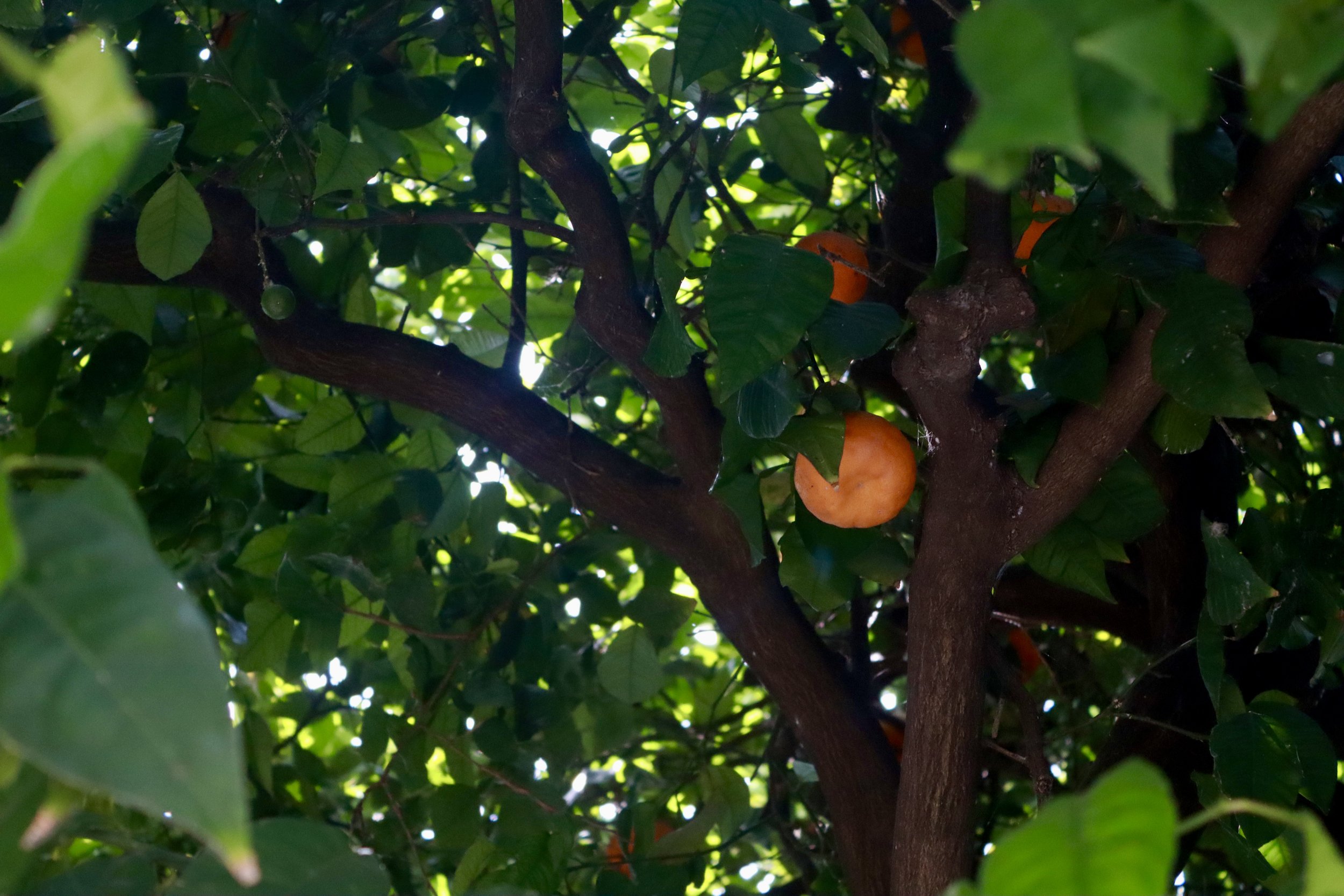 Orange fruit hanging from a leafy green tree with dark branches, sunlight filtering through the leaves.