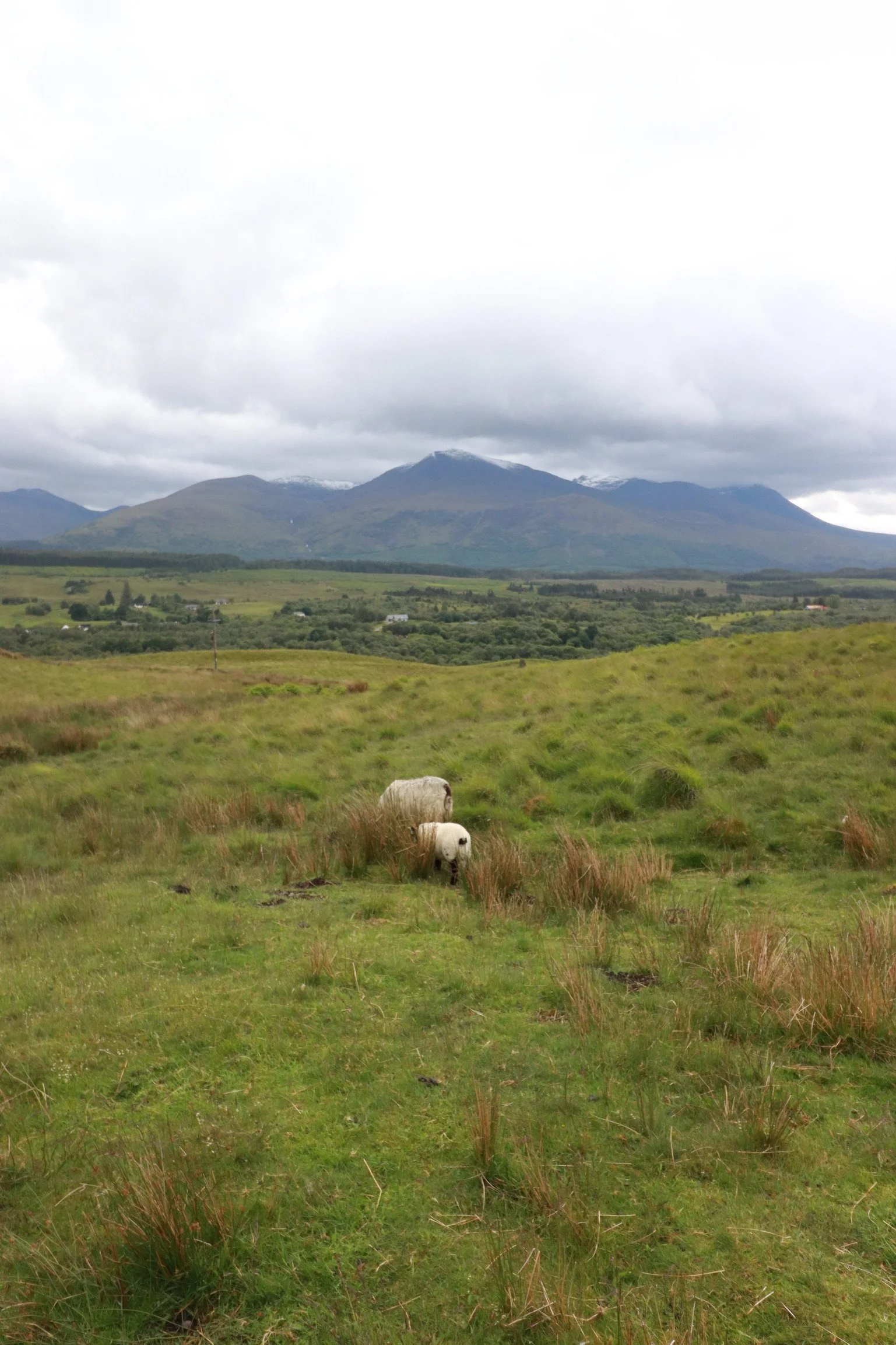 Green grassy field with two sheep grazing, mountains in the background, and cloudy sky above.