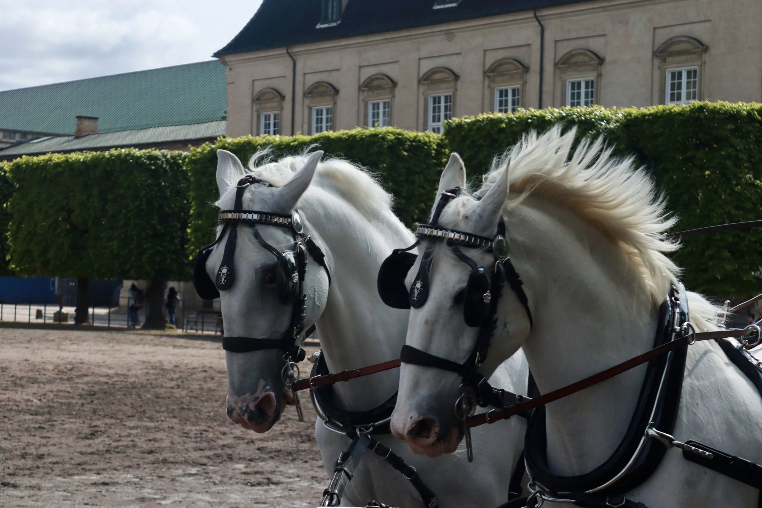 Two white horses with harnesses and blinders, standing in an outdoor arena, with a large building and trimmed trees in the background.