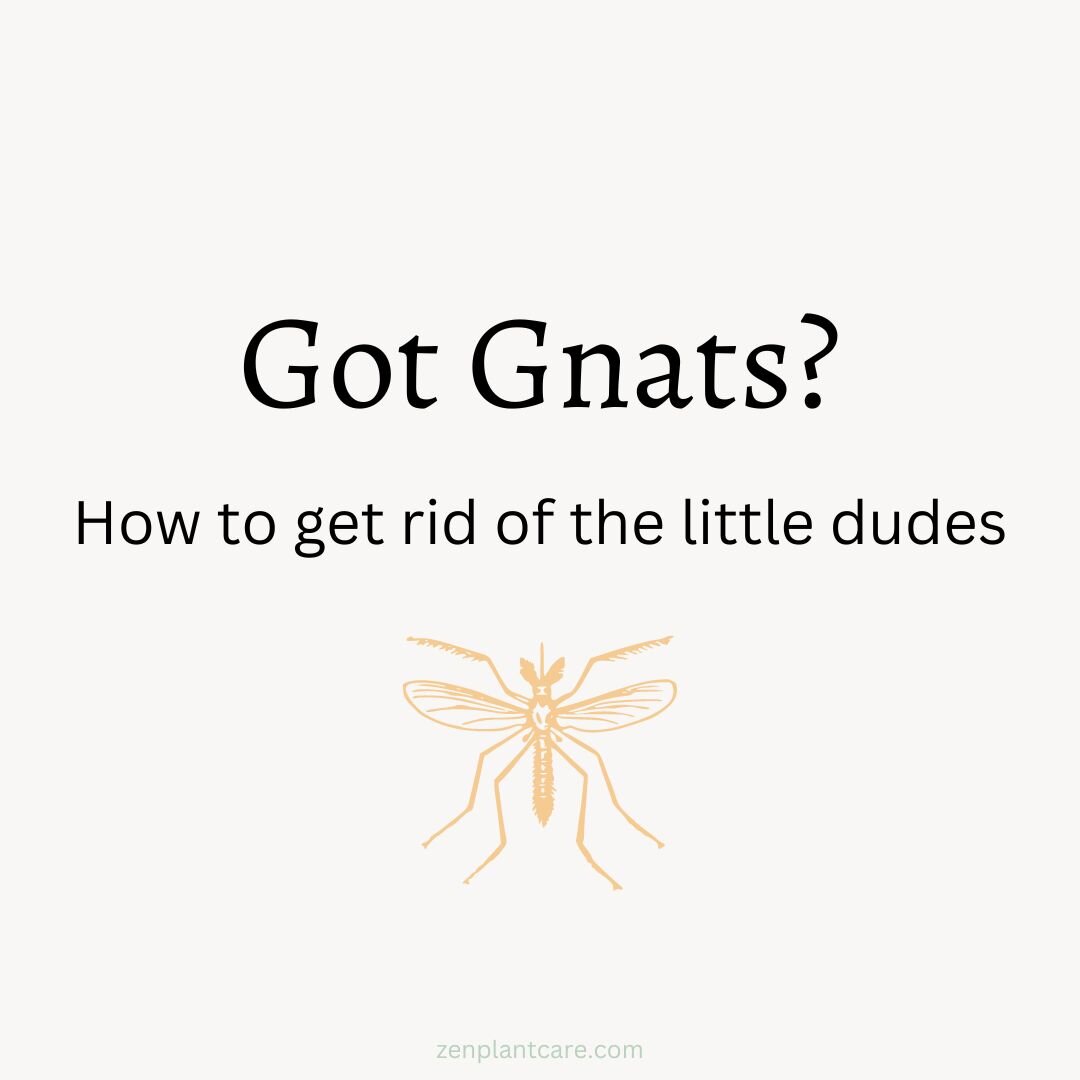 Fungus gnats are ____(gross, frustrating, a pain in the rump). As pesky as they can be, they're actually a useful sign. Your plant may be overwatered so gnats appear around the soil. We have a VERY beneficial guide in our bio: Getting Rid of Fungus G