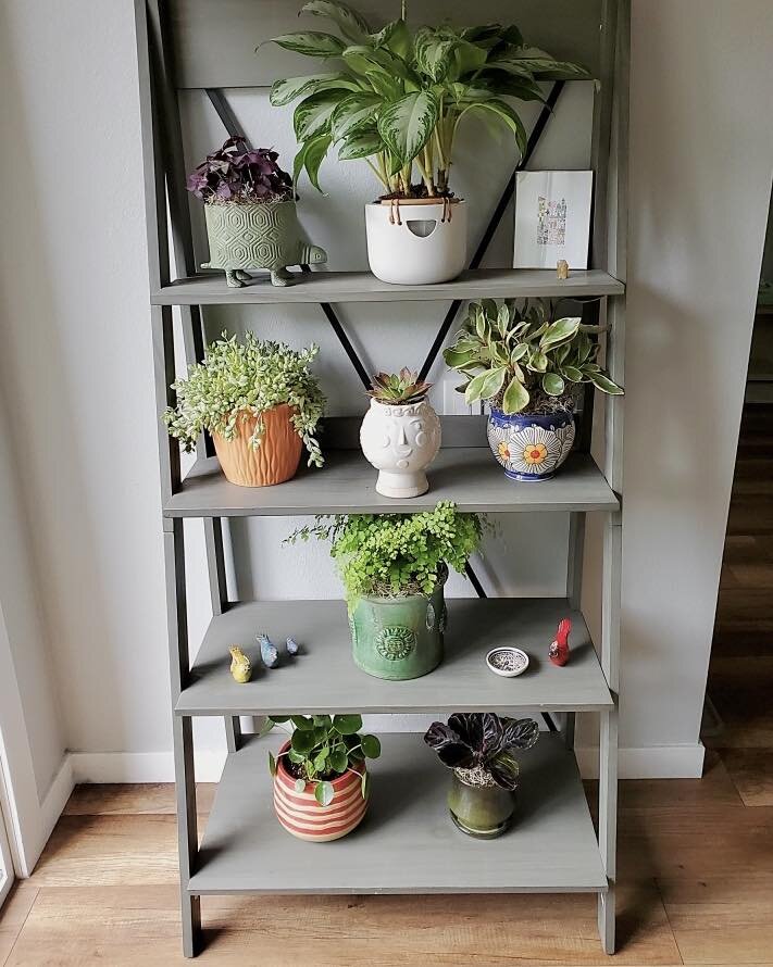 This plant shelf before and after though 👀💚
But seriously if you have a bookshelf with no plants on it what are you even doing!?
We loved doing this fun shelf staging for a client!
🪴
🪴
🪴

#sdplants #houseplantsofsd #sandiegobuisness #smallbusine
