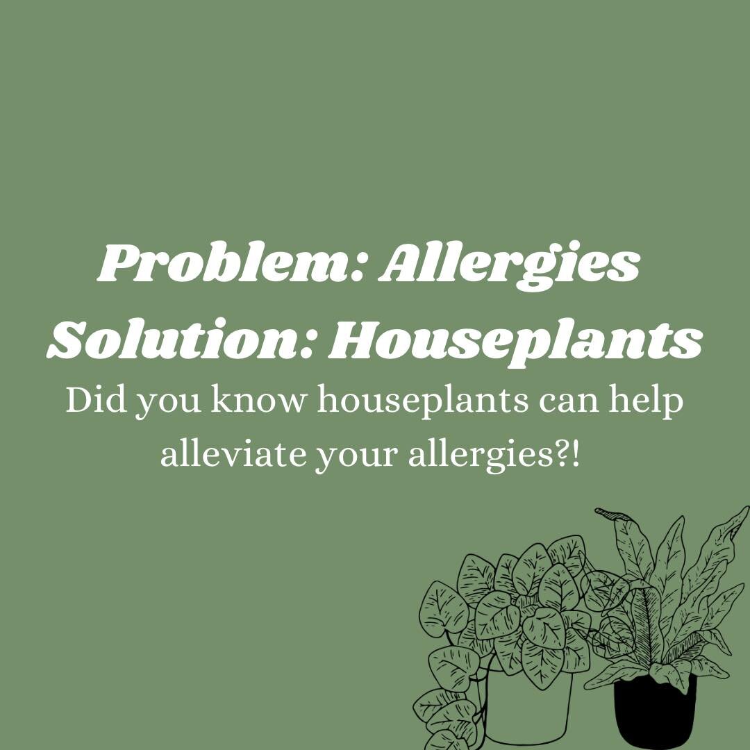 Looking for a natural way to alleviate allergies and improve overall air quality? Houseplants are here to help! Plants can actually trap allergens in their leaves resulting in a healthier (and more beautiful) home. Studies by NASA have shown that pla