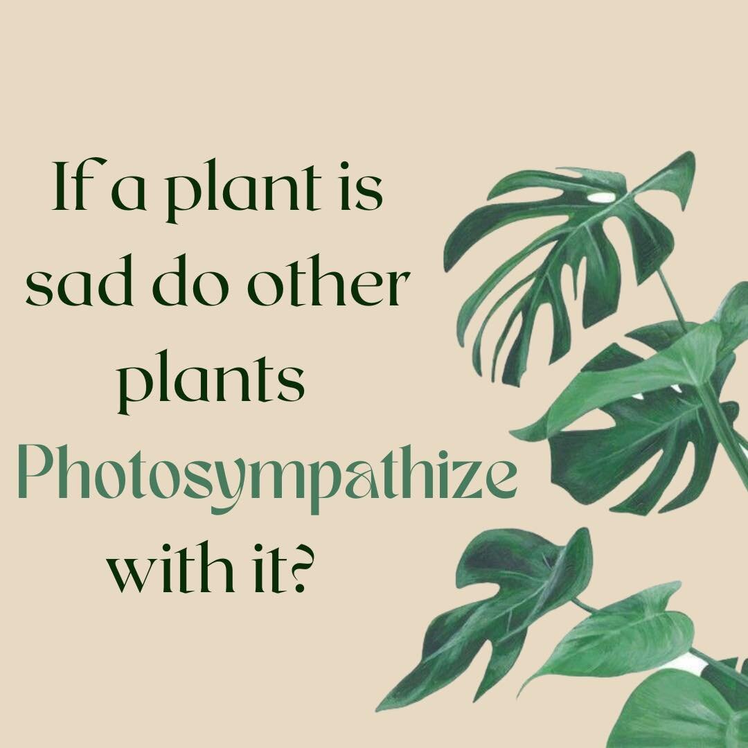 🌿😂 Spreading positive vibes in the plant kingdom!💚 Imagine a world where we&rsquo;re all a little more &ldquo;photosympathetic&rdquo; to eachother 💭🪷

#plantjokes #indoorplants #lowmaintenanceplants #sandiego #houseplants #houseplantlove #sandie