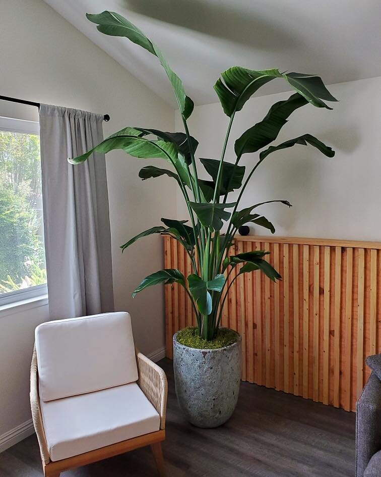 Houseplants can transform any space into a lush oasis 🌿
Our plant care experts are thrilled to see these beauties thriving in their home! 
Bird of paradise (strelitzia reginae) and Fiddle leaf fig (ficus lyrata) are two great plants that are beautif