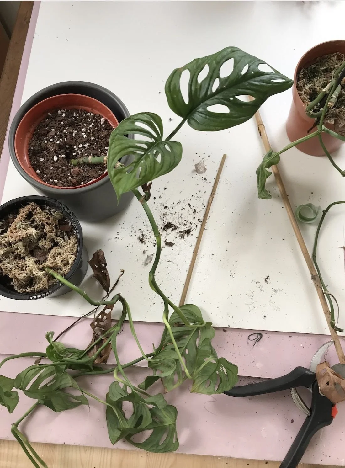 Master the Art of Repotting