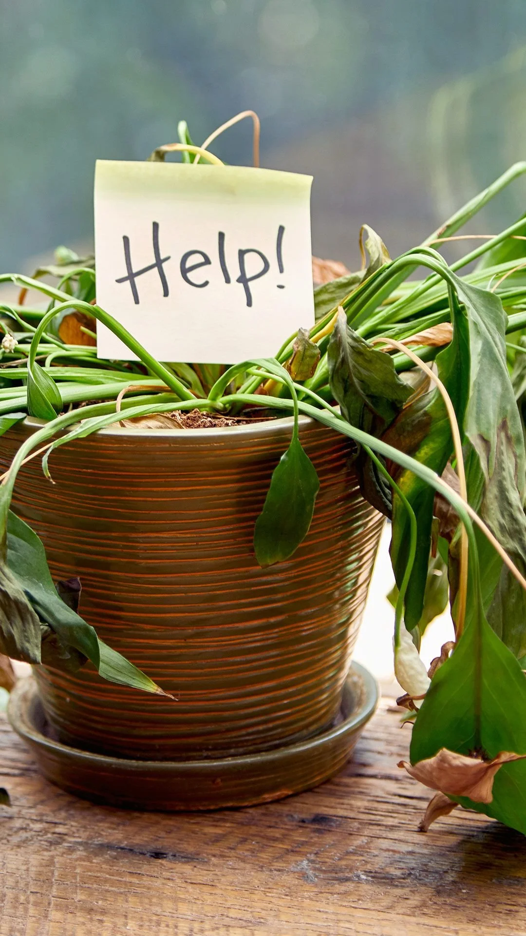3 Steps to Rescue Your Indoor Plants