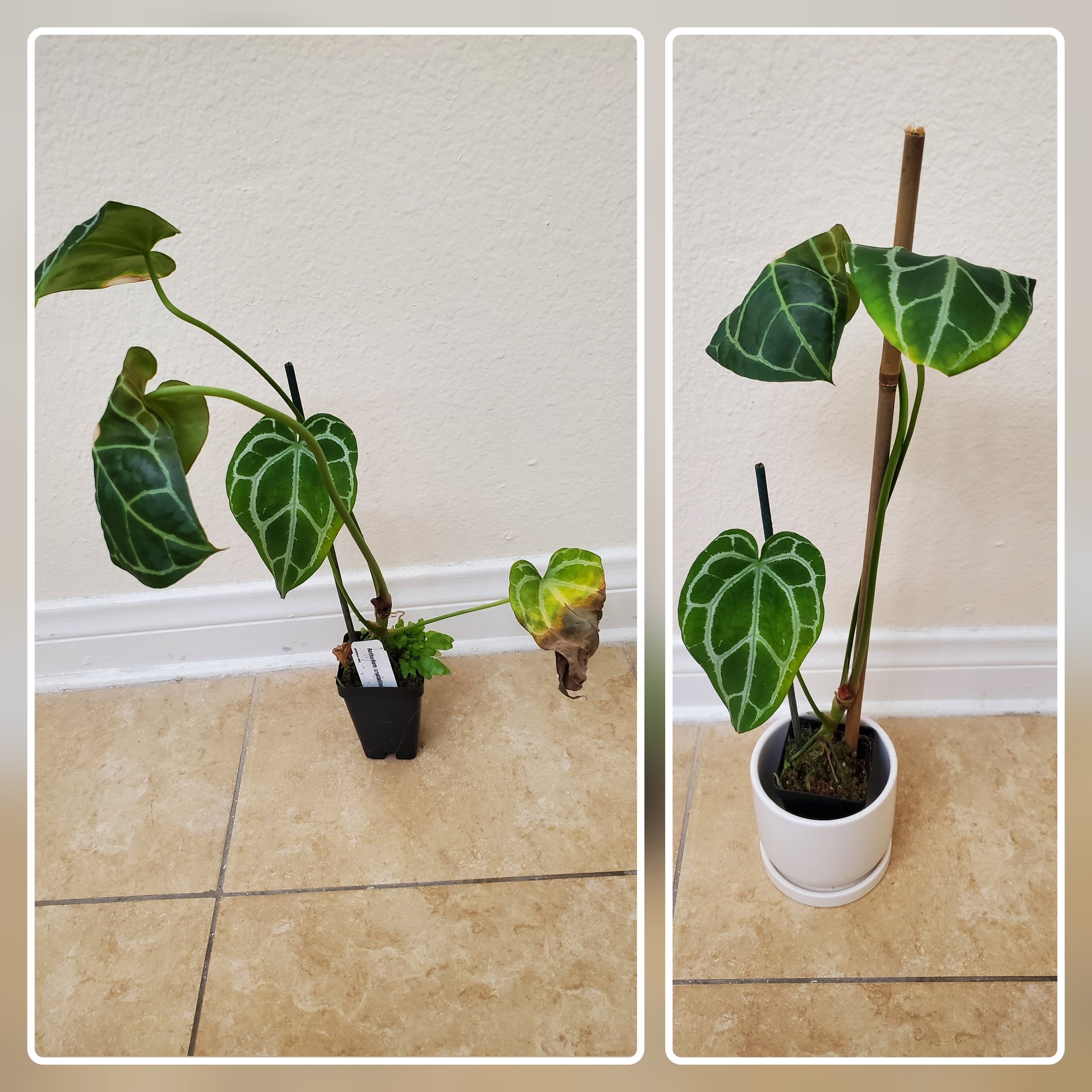 before and after anthurium.jpg