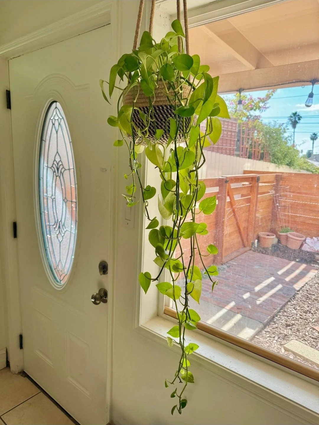 Don's pothos.jpg