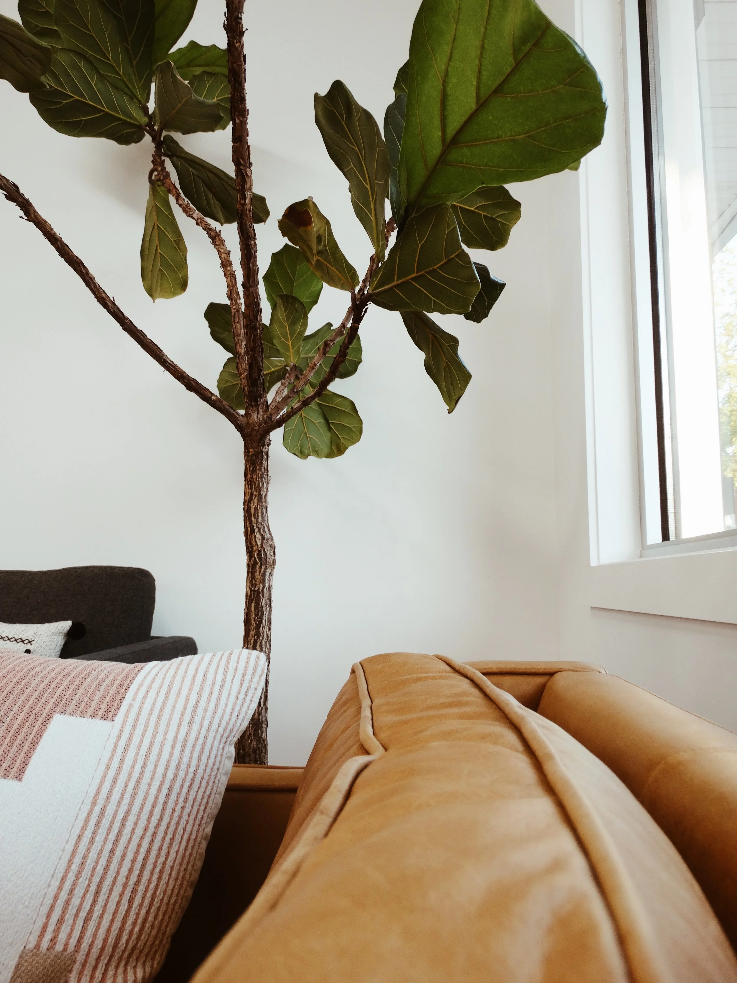 Tan leather couch and fiddleleaf fig plant in Calgary therapy office.