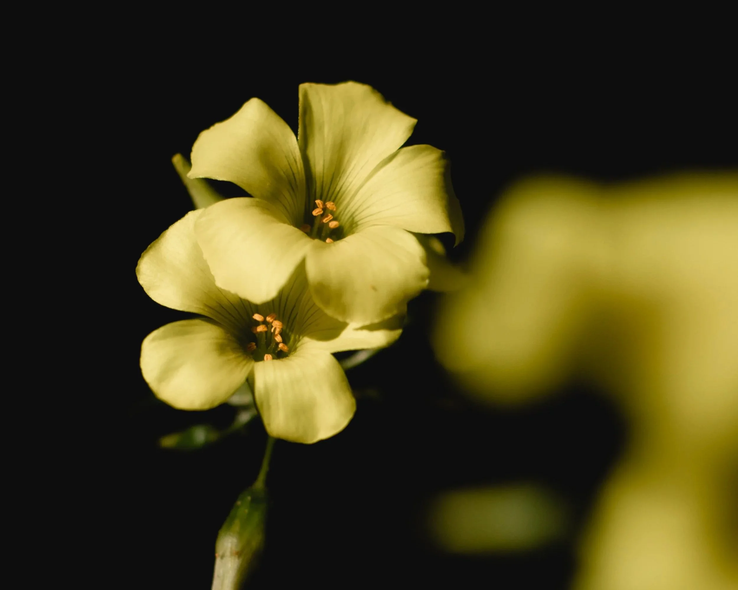 Night Burst - Poem by Chelsea Fraser