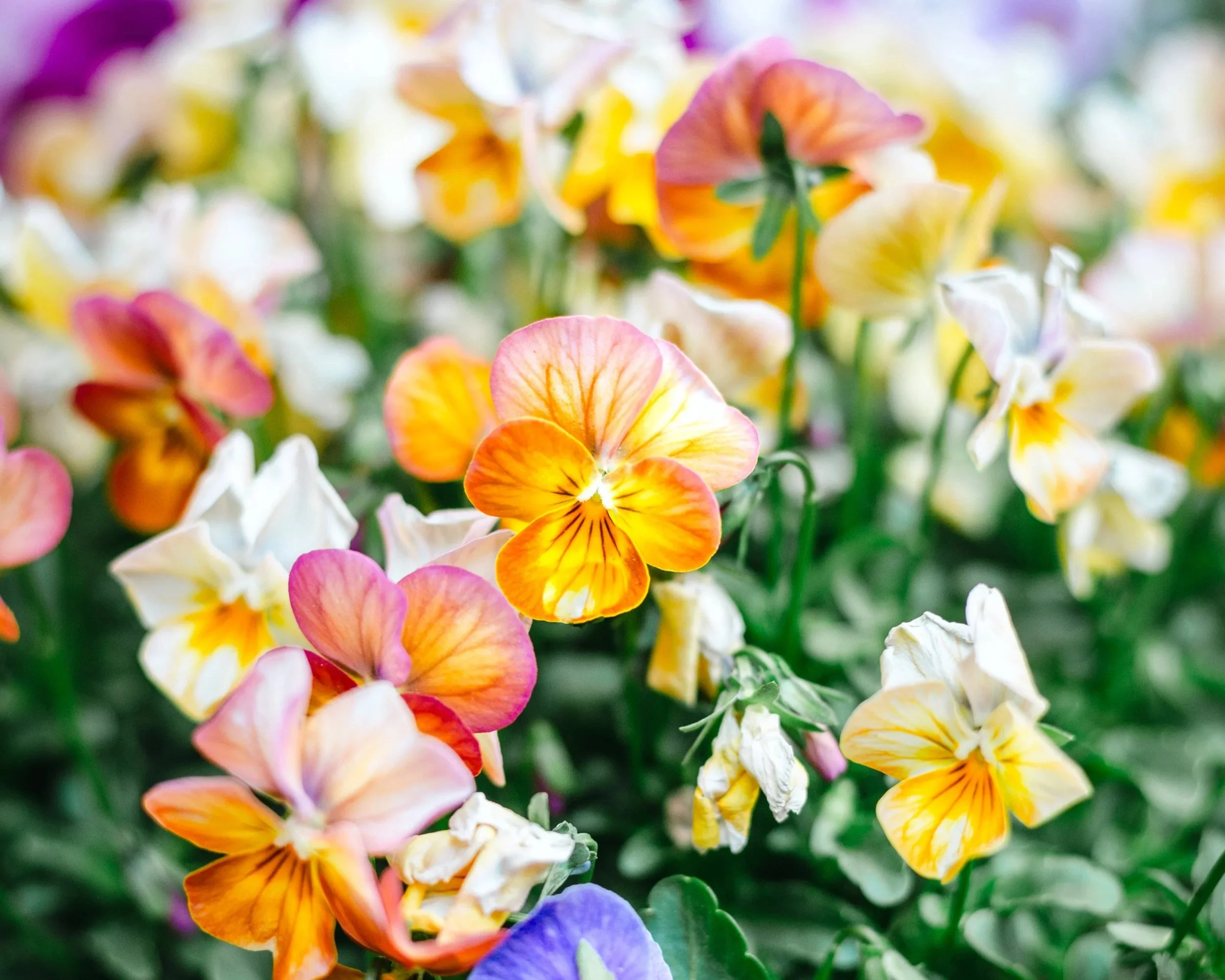 Language - Poem by Henrietta DuCap