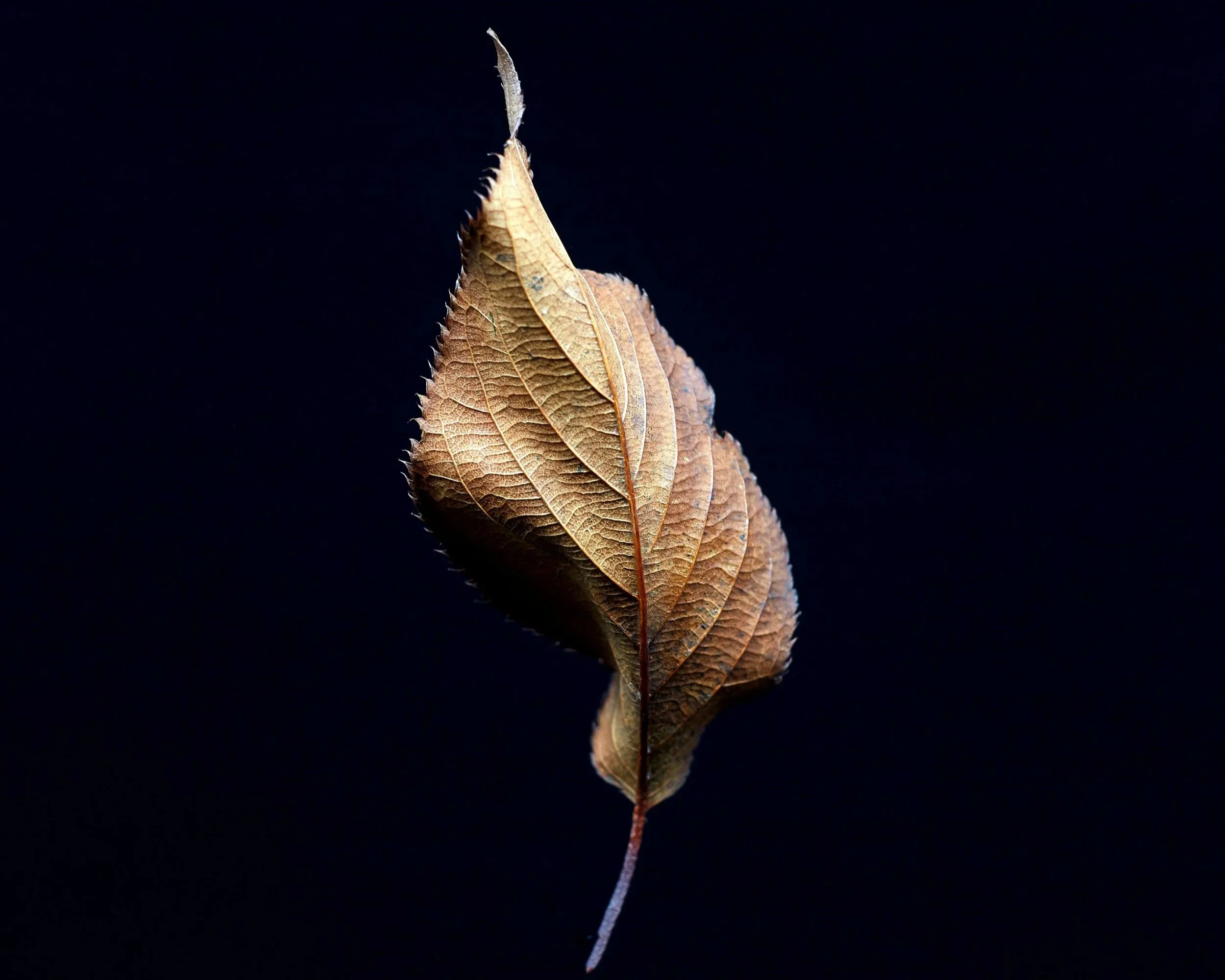 Light in Winter - Jake Bennett