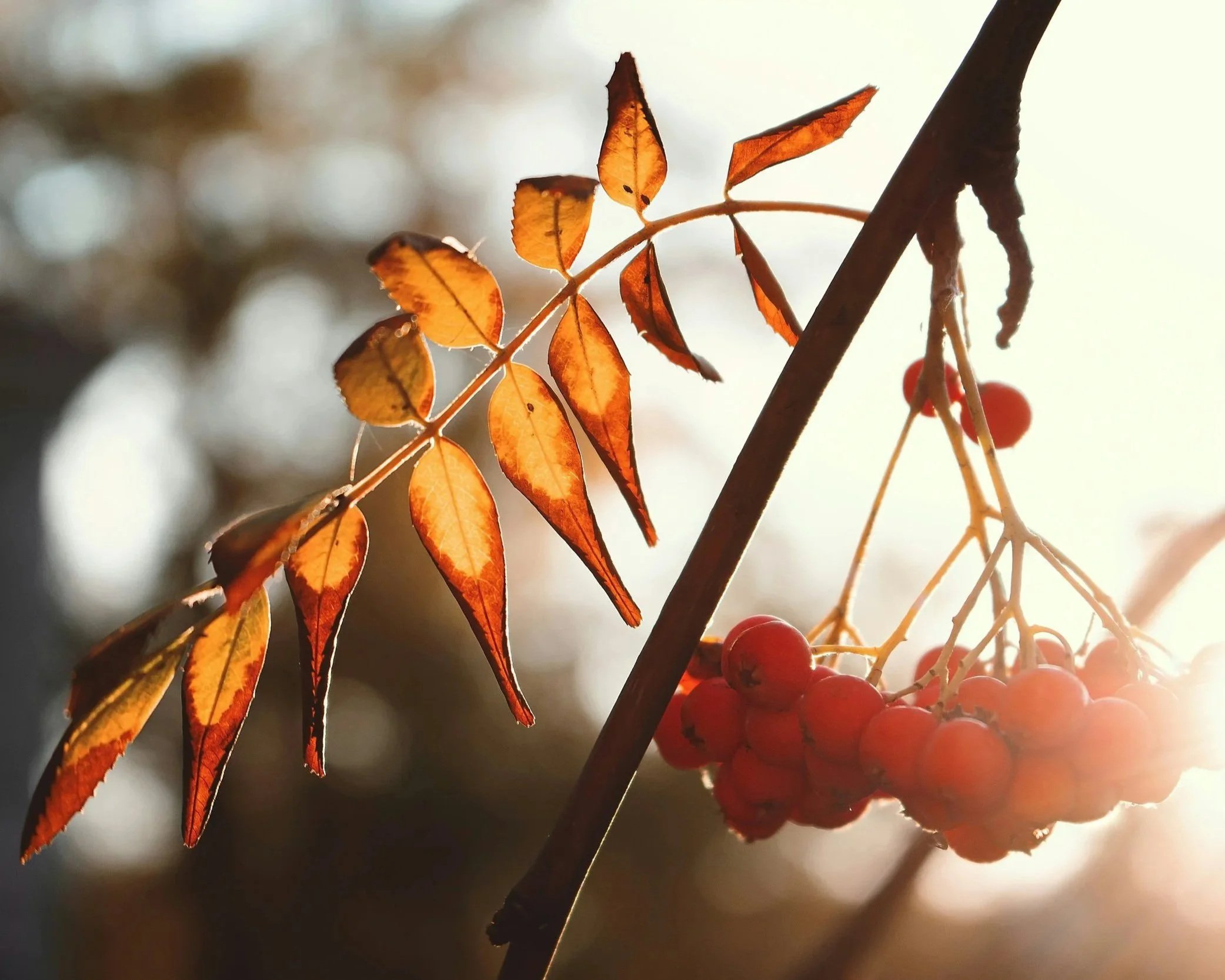 Felling the Rowan Tree - Poem by Nicholas Trandahl
