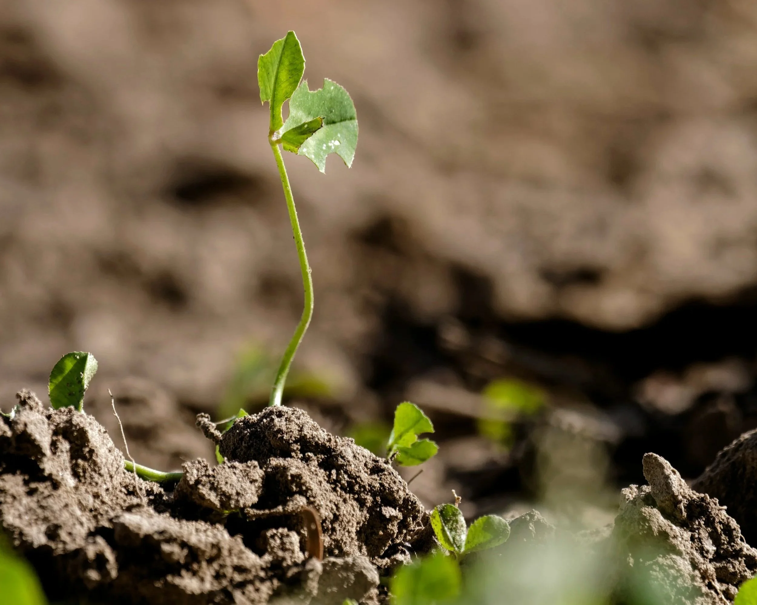 What it Might Grow - Christel Jeffs