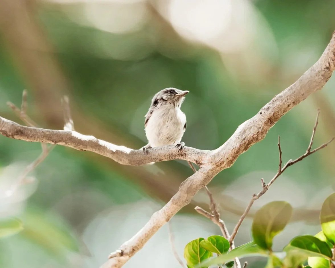 The Sparrow - Gabrielle Johnson