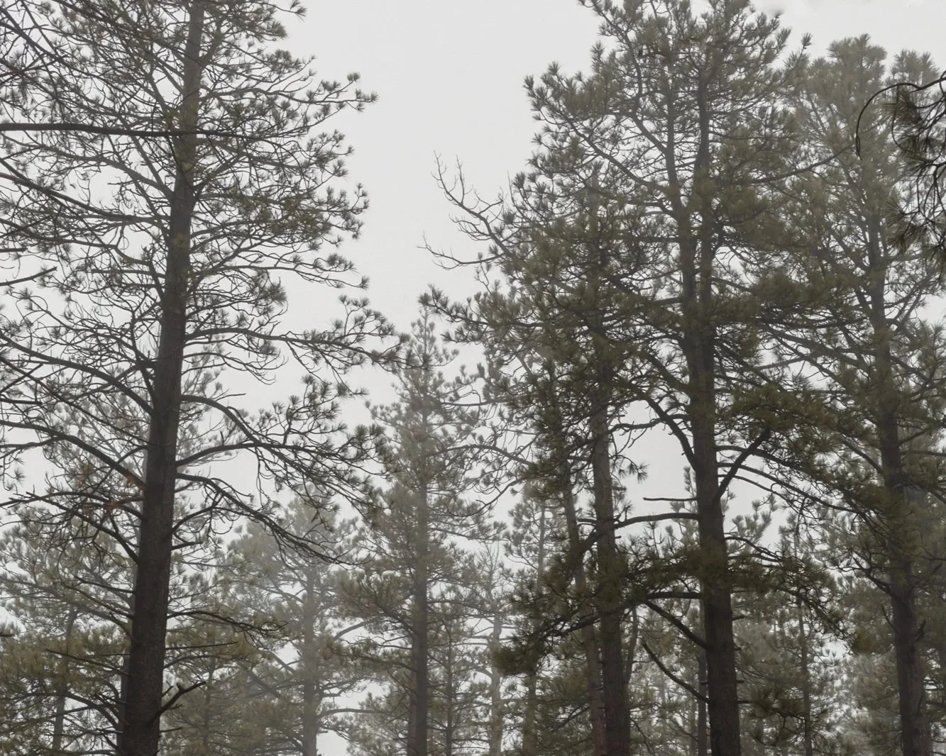 The Burning Bush by Abigail Perez