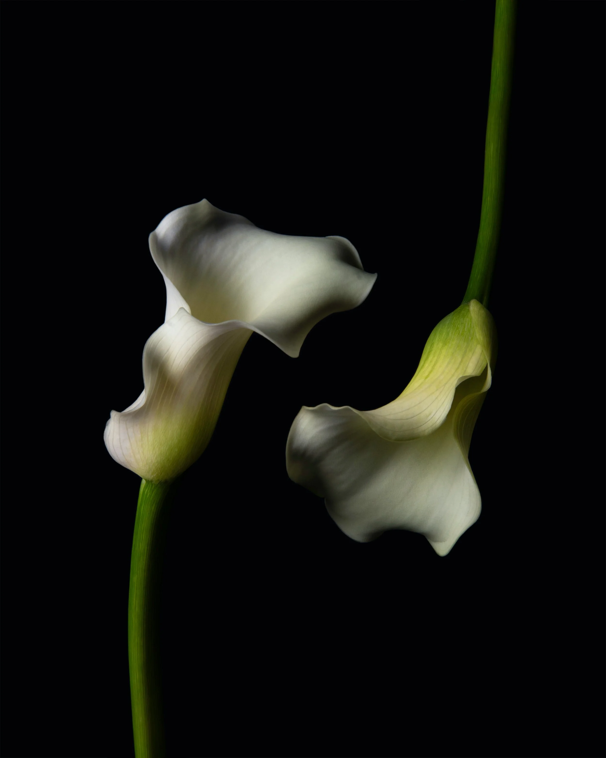 All the Lilies - Poem by Kristine Amundrud