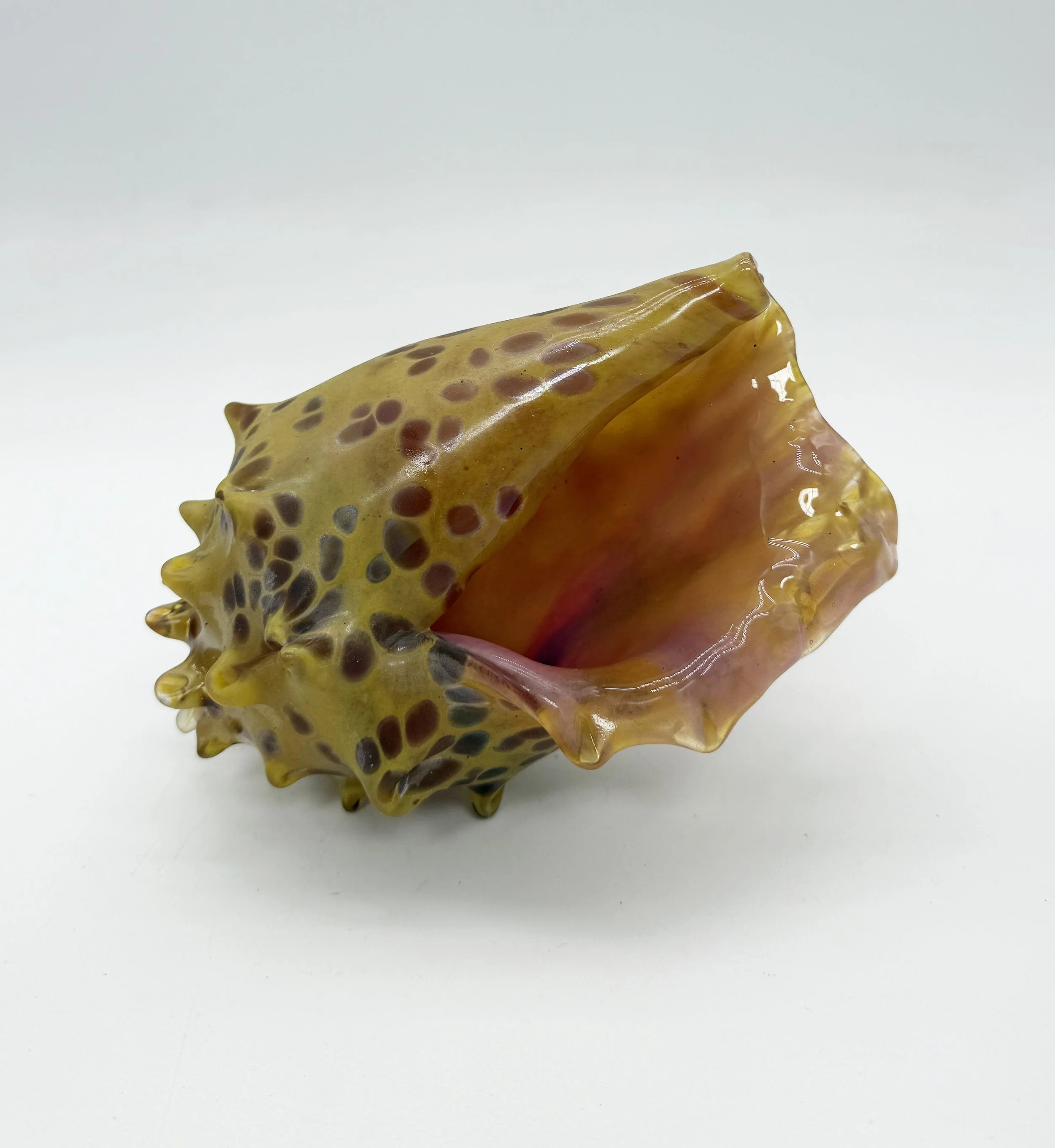 conch c 6.jpg