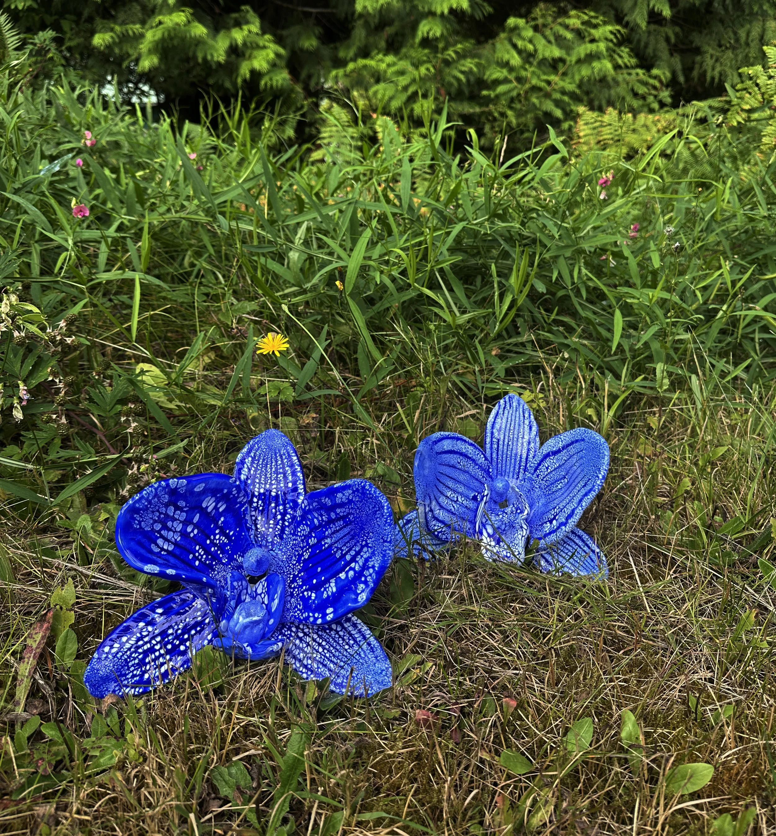 pilchuck flower 2.jpg