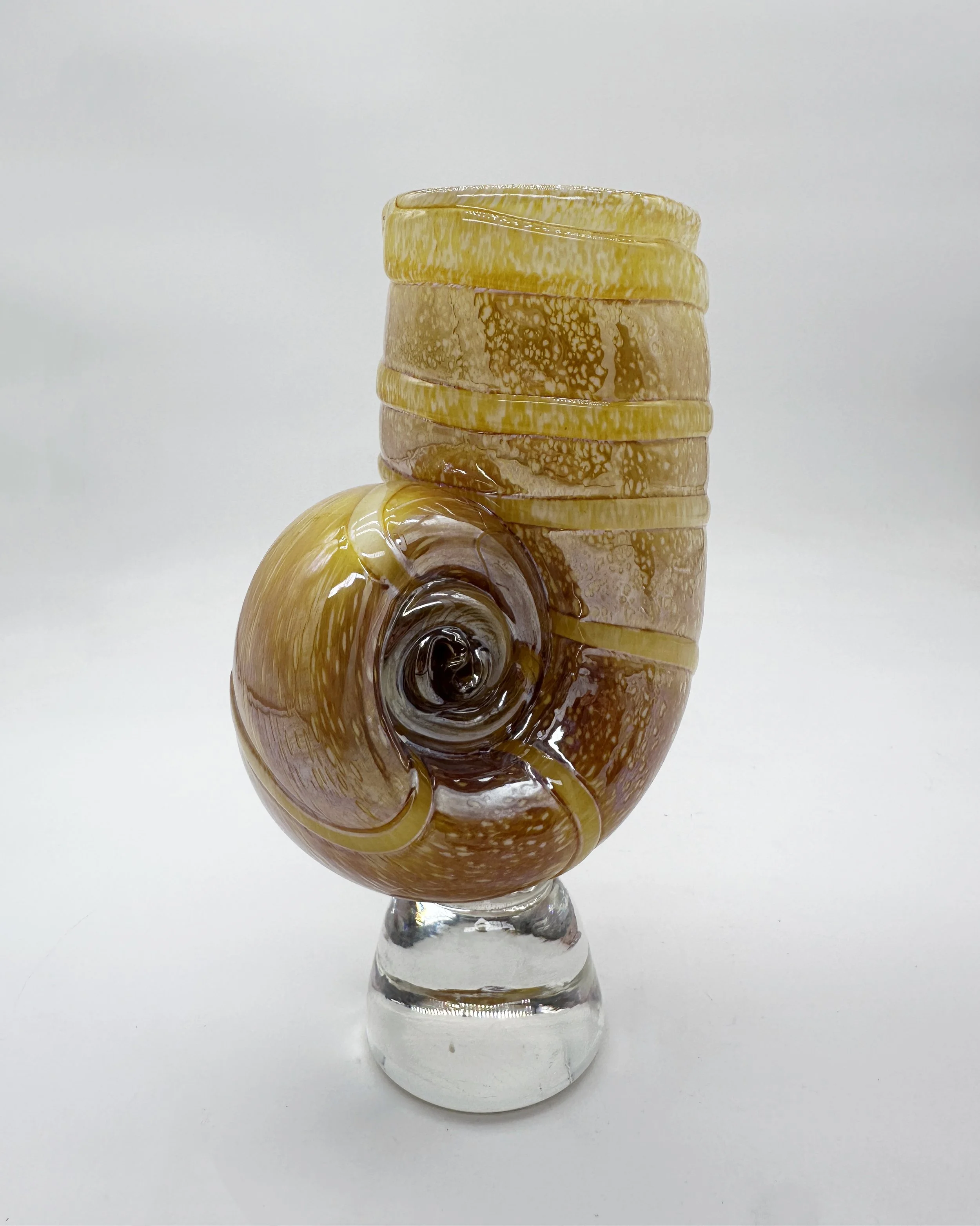 ammonite 2025.jpg