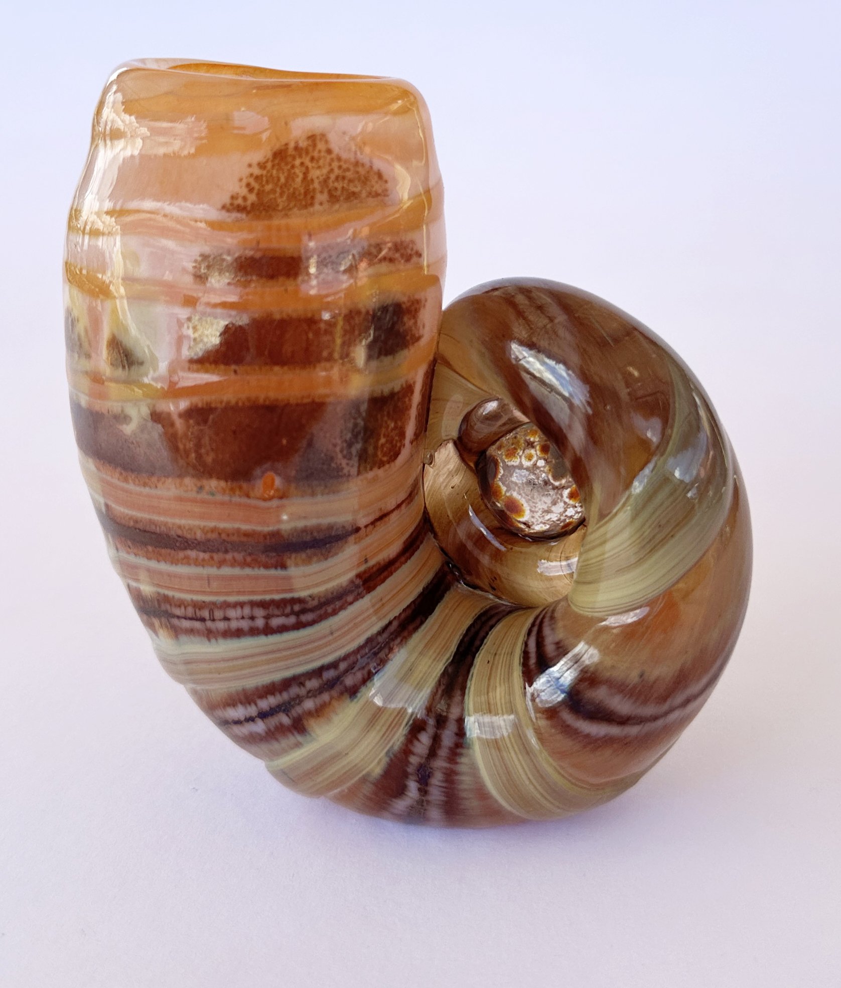 orange shell 2.jpg