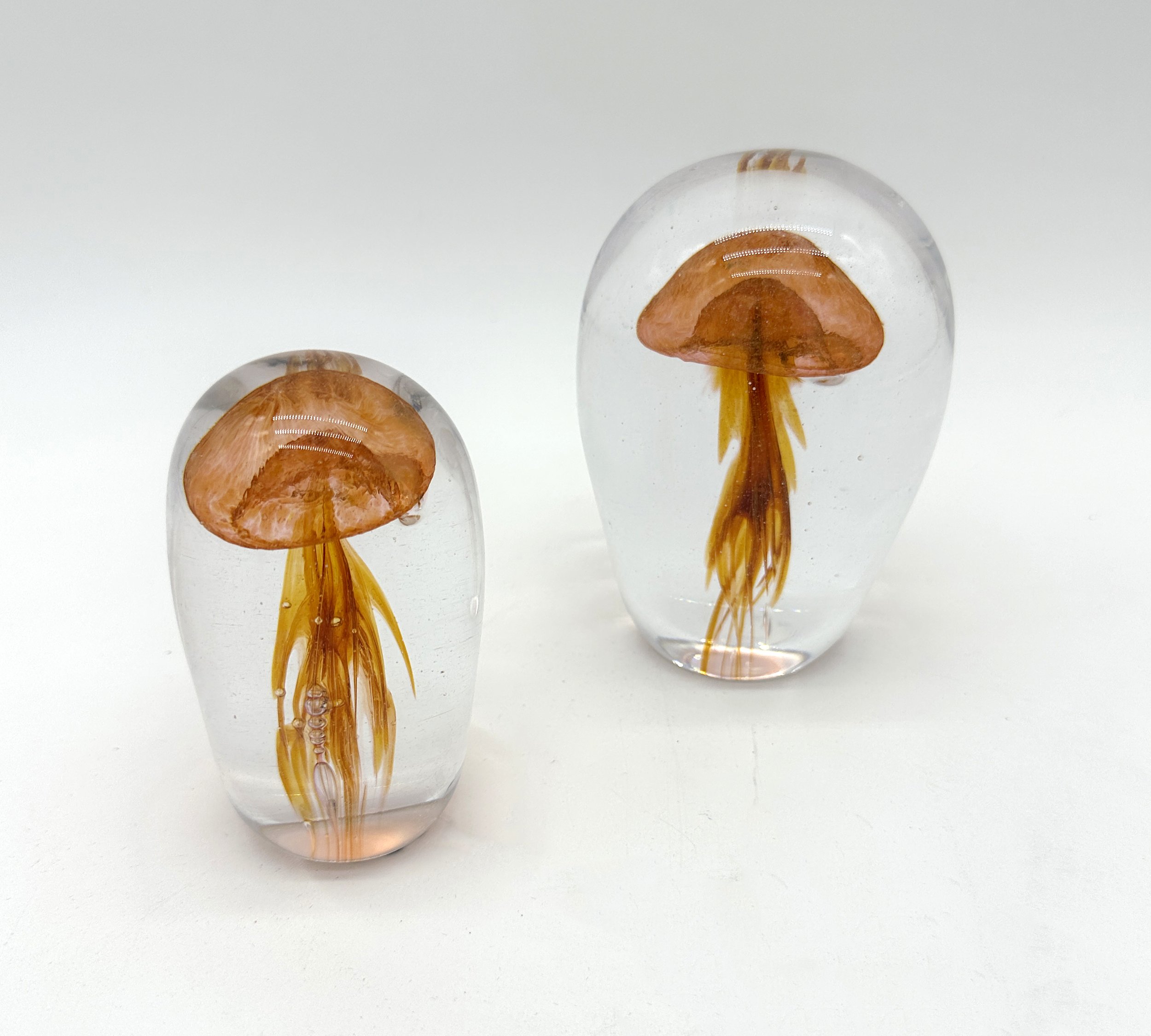 2024 jellies 2.jpg
