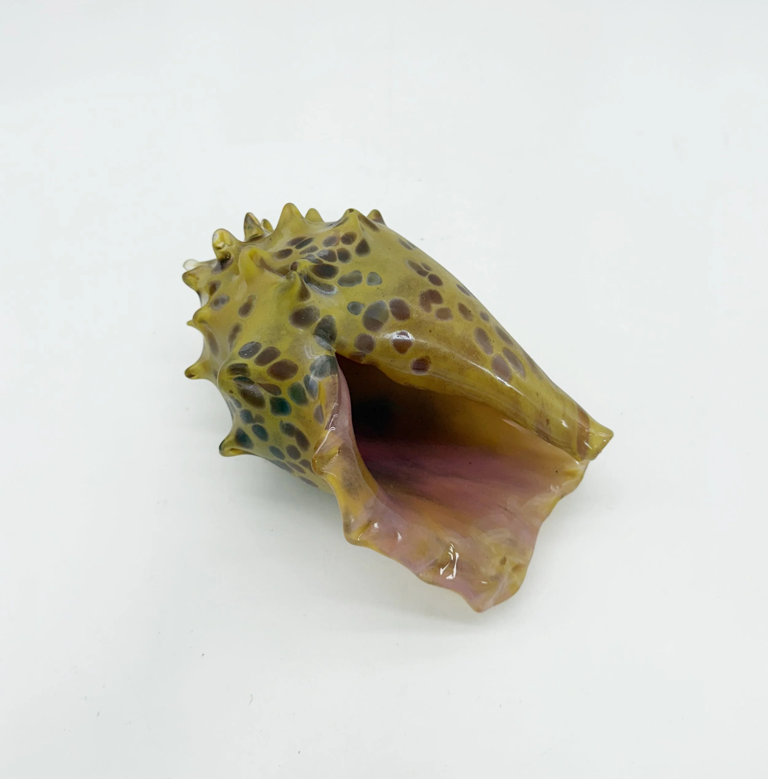 conch c 5.jpg