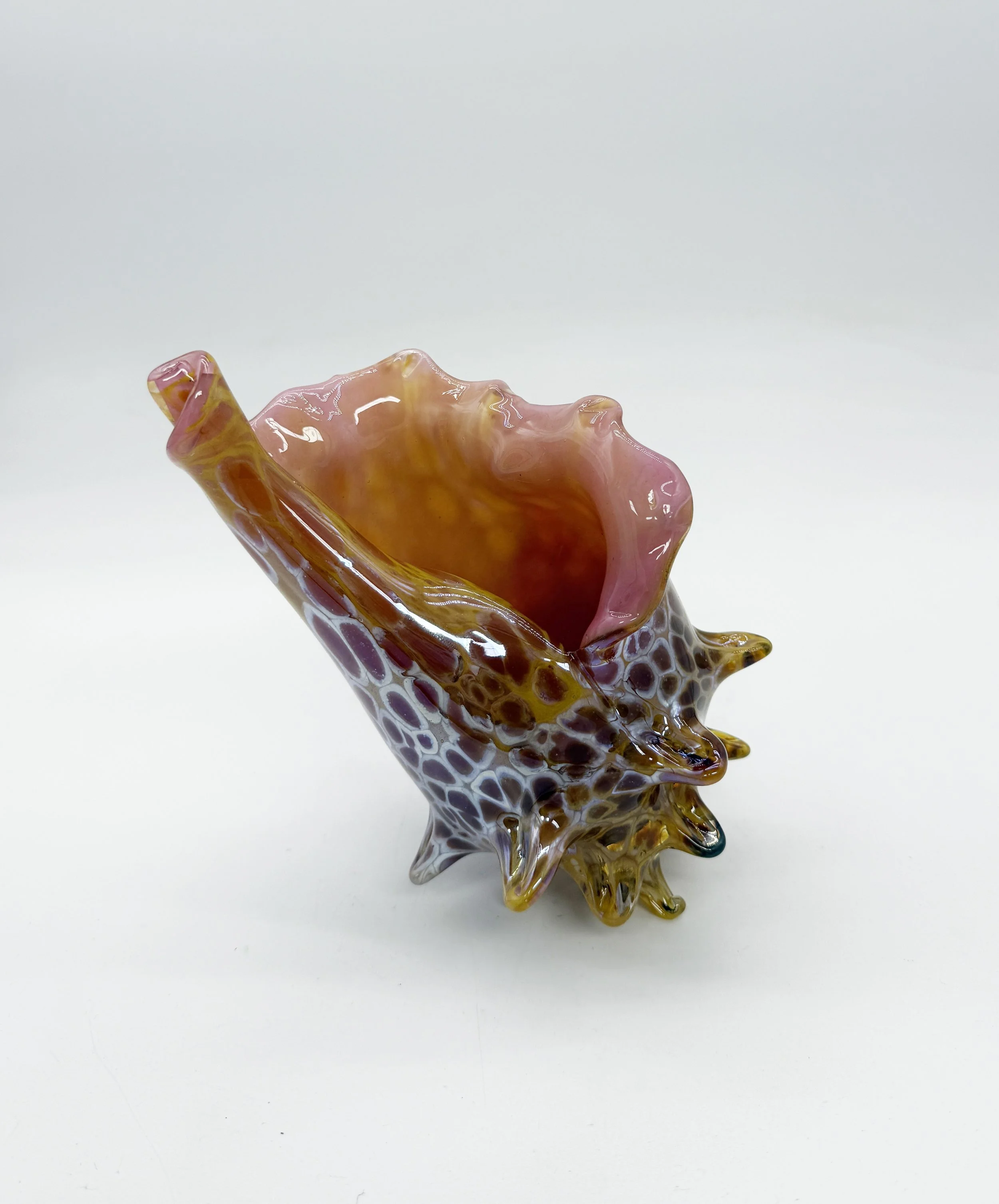 conch collection 2.jpg