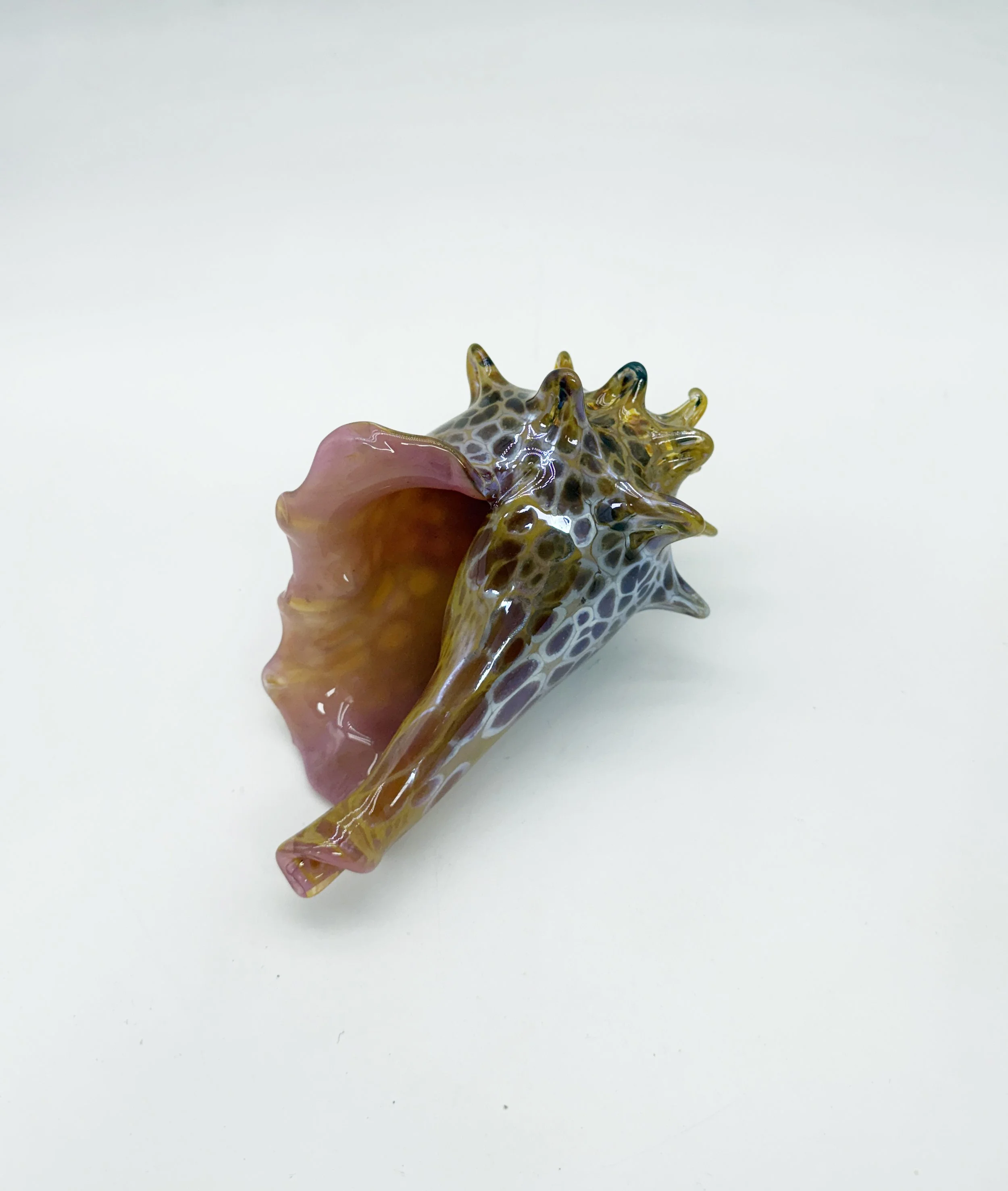 conch collection 1.jpg