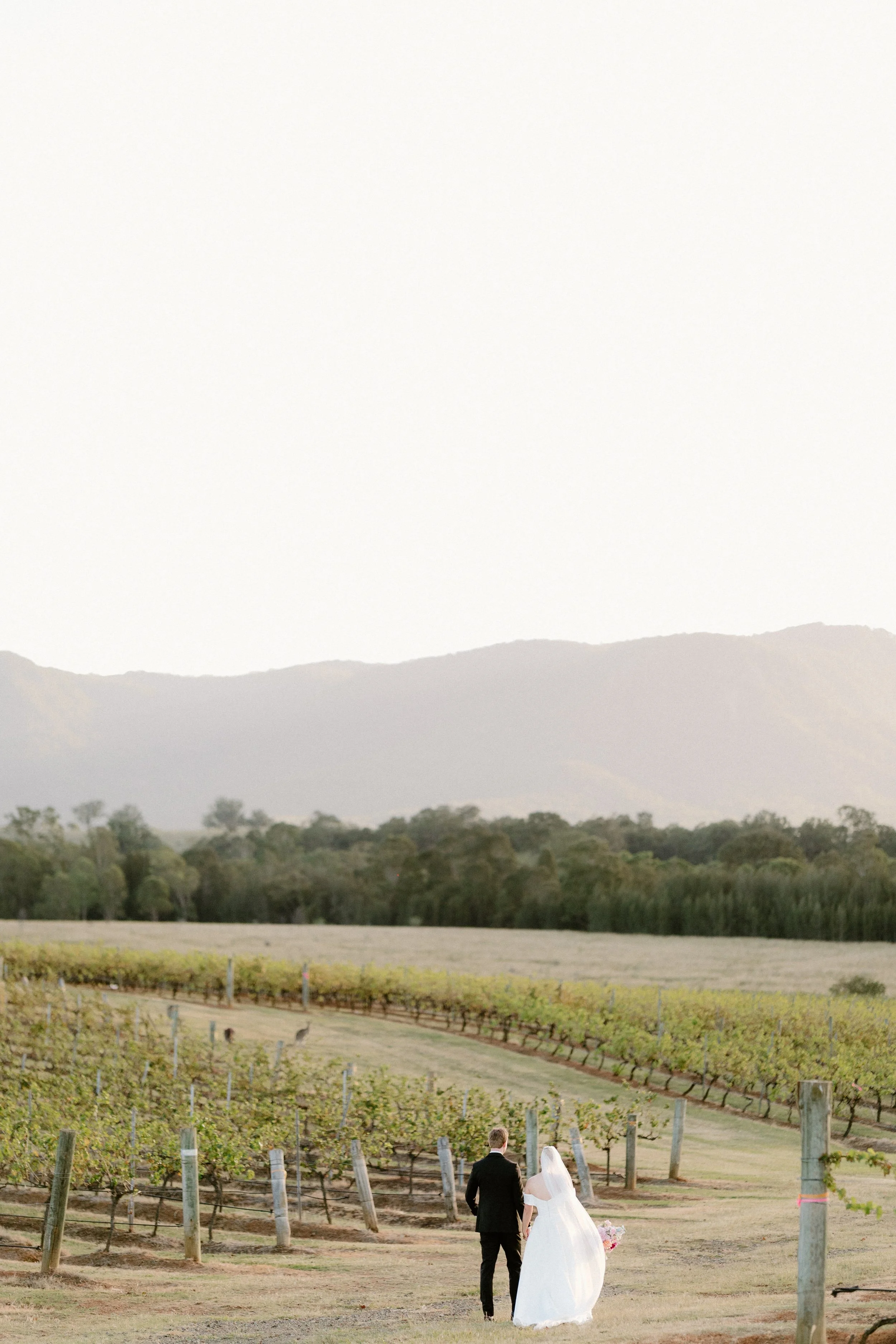 A bride and groom walking through a vineyard with rows of grapevines, mountains in the background, and a cloudy sky. Bimbadgen Palmers Lane Wedding, Hunter Valley