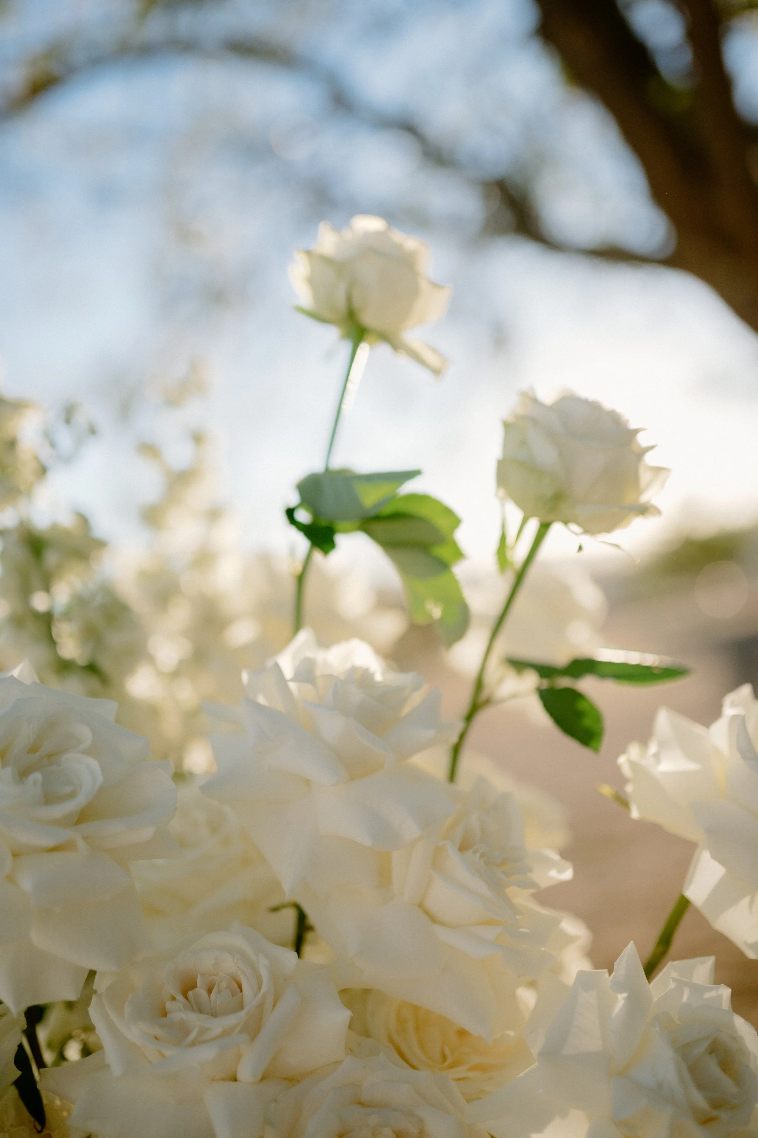 Close-up of white roses and hydrangeas with blurred background of tree branches and sky