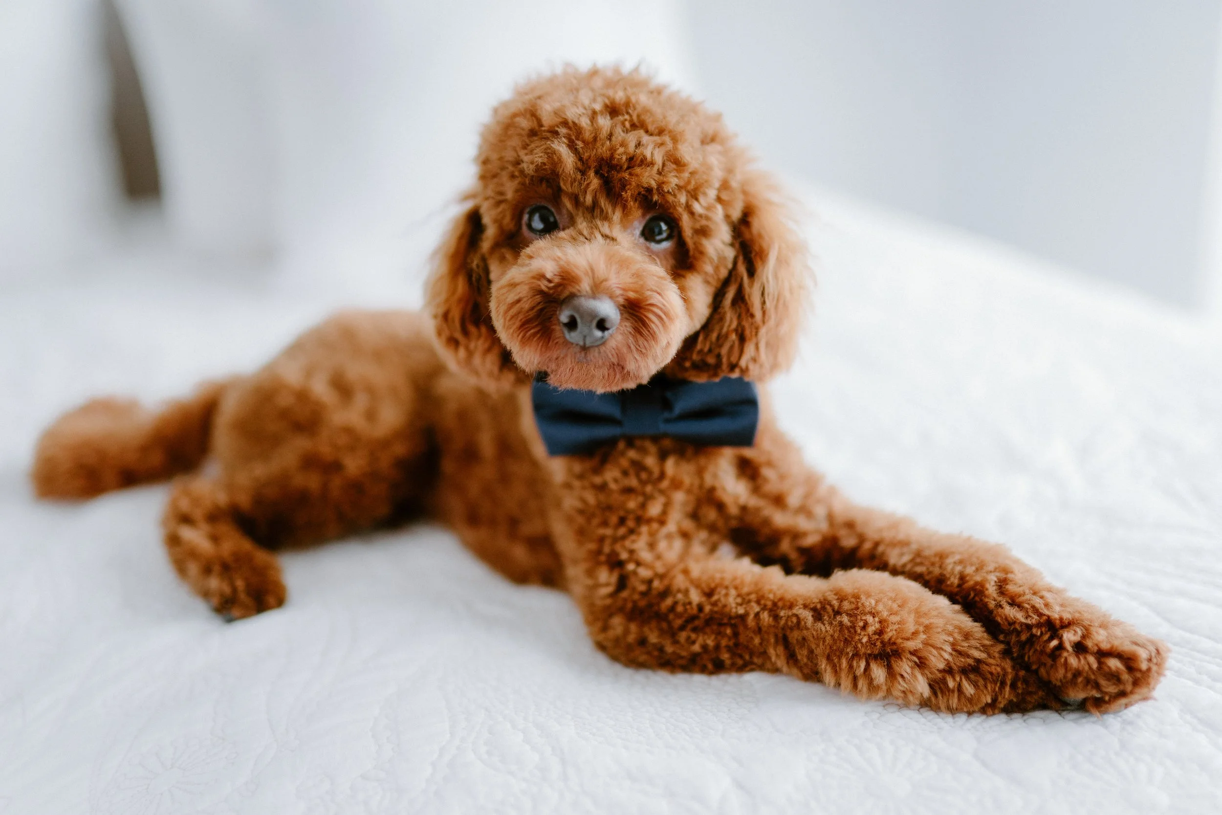 A cute brown poodle puppy with a black bow tie lying on a white bed.