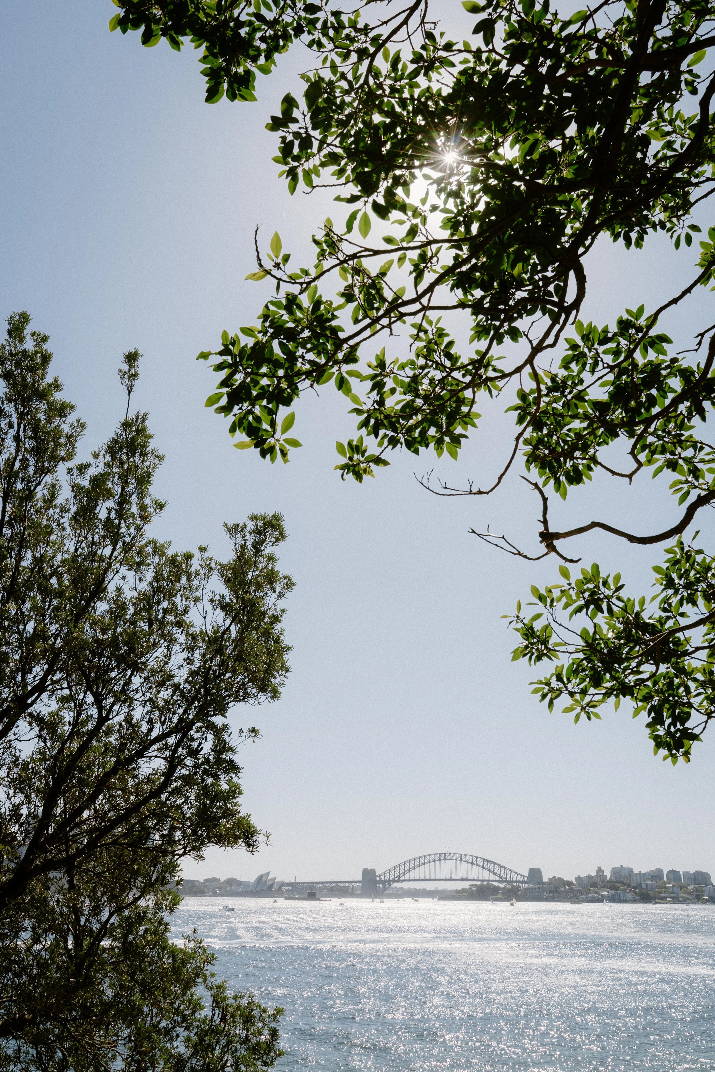 A view of Sydney Harbour with trees in the foreground, the Sydney Harbour Bridge and Sydney Opera House in the background, and the sun shining through the leaves.
